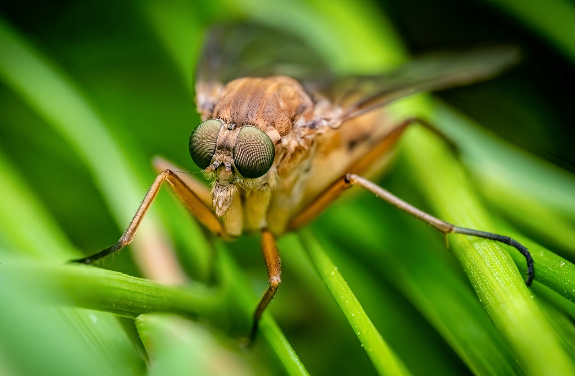 Snipe Fly. Focus-stack of 3 images.
