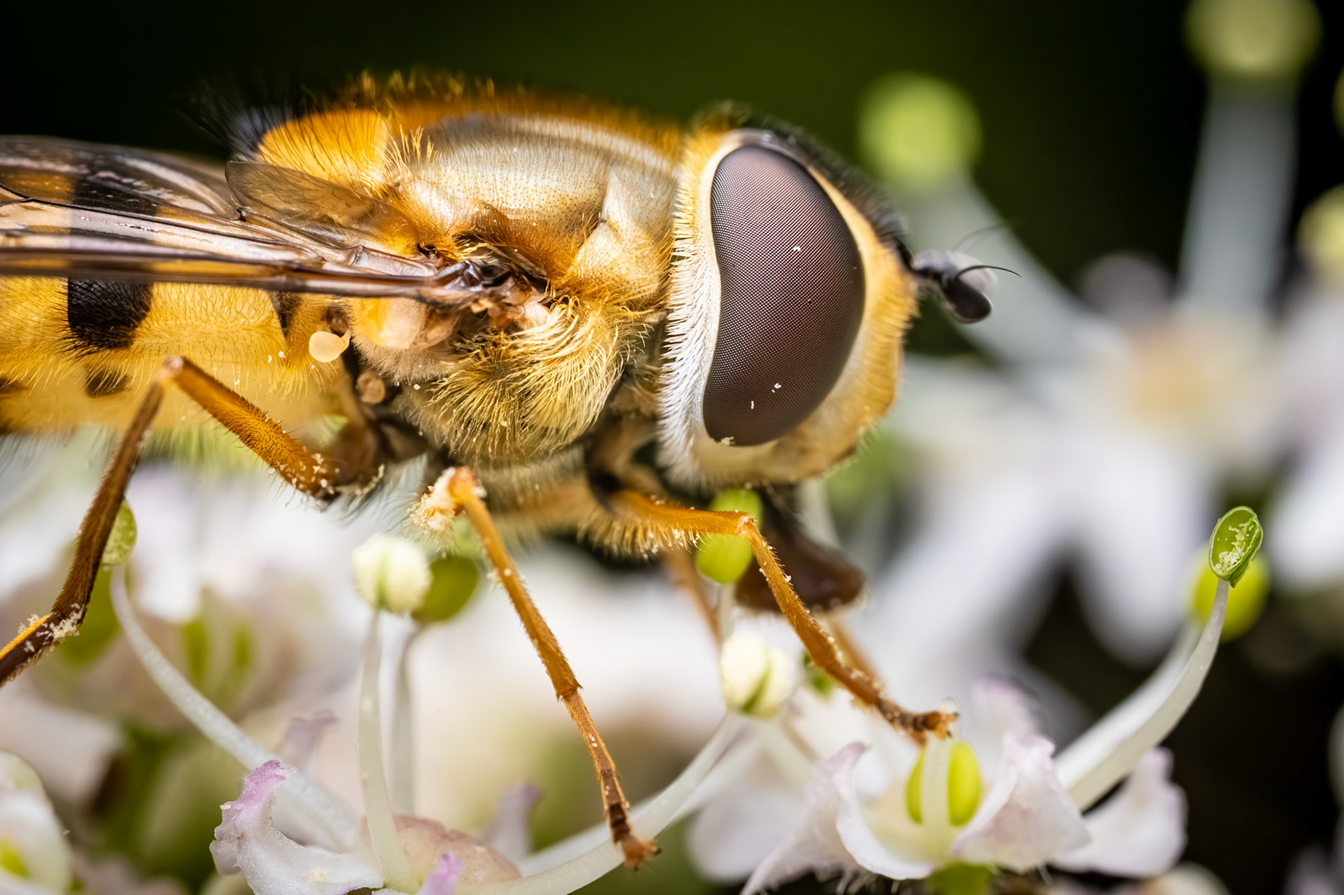 Hoverfly at Chew Valley Lake. Single image.