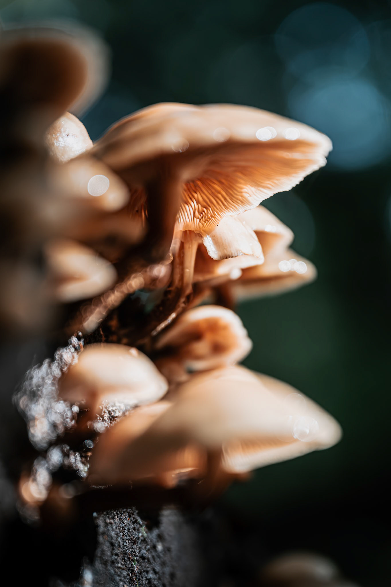 Day trip to Puzzlewood in the Forest of Dean.