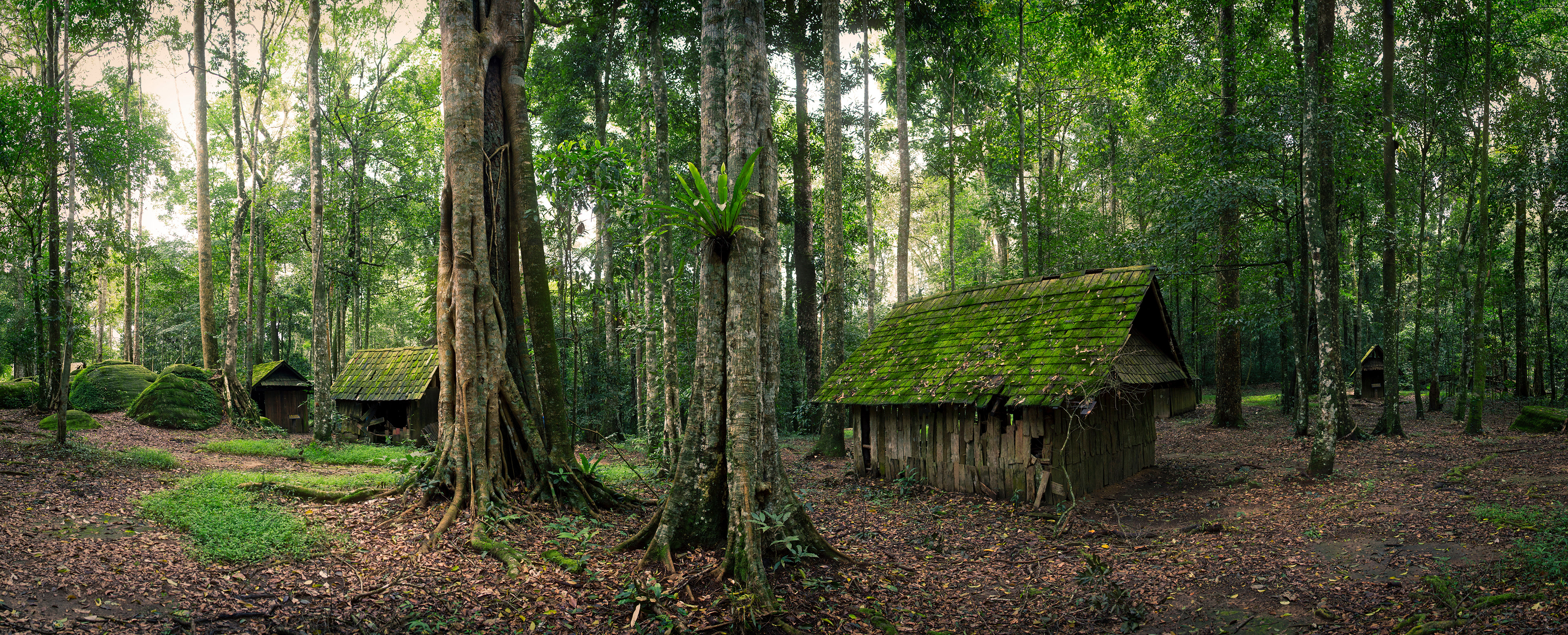 Image of a forest with several cabins.