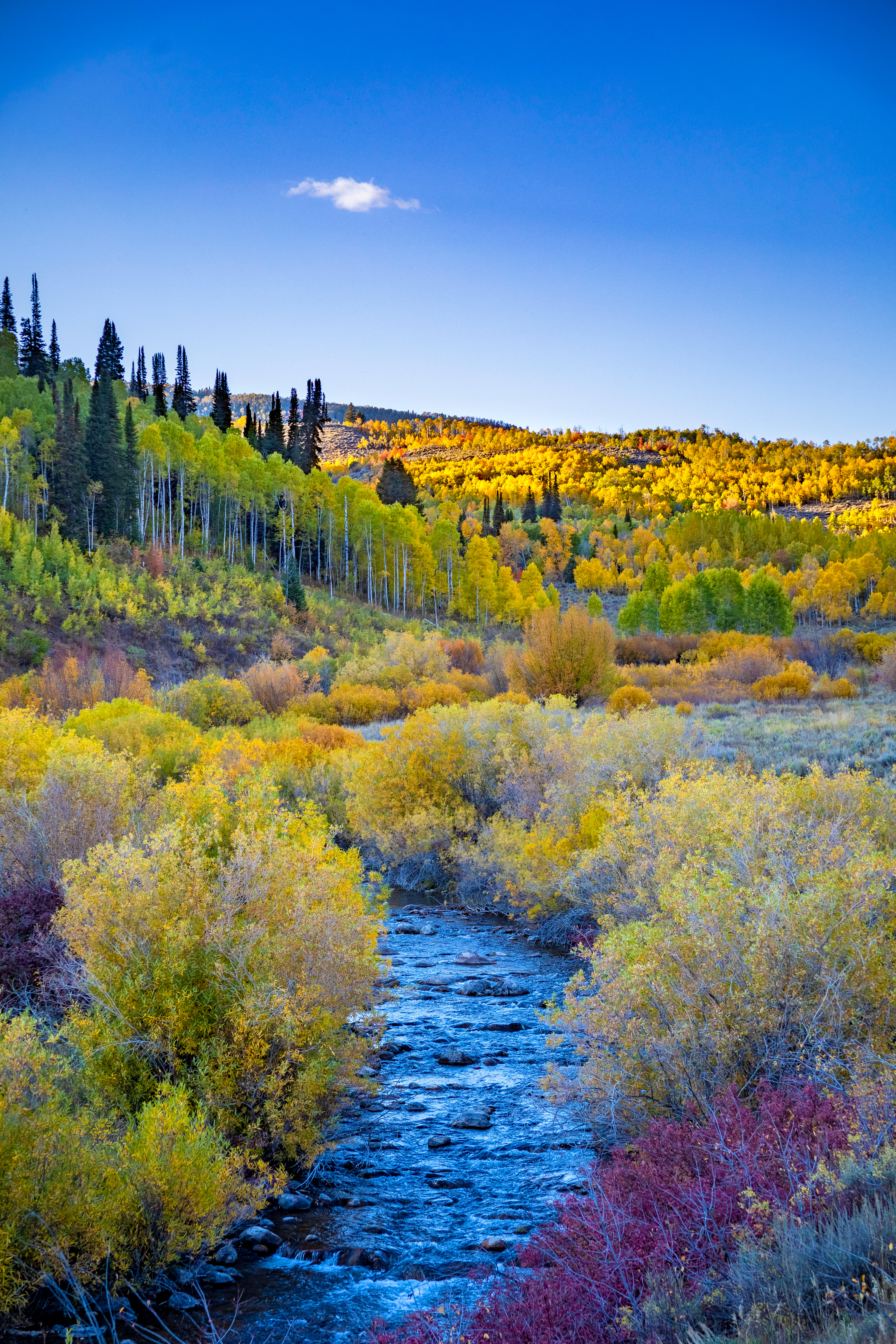Logan River in Logan Canyon Fall 2022 - I was driving to Bear Lake and saw this beautiful landscape in the sunset light.