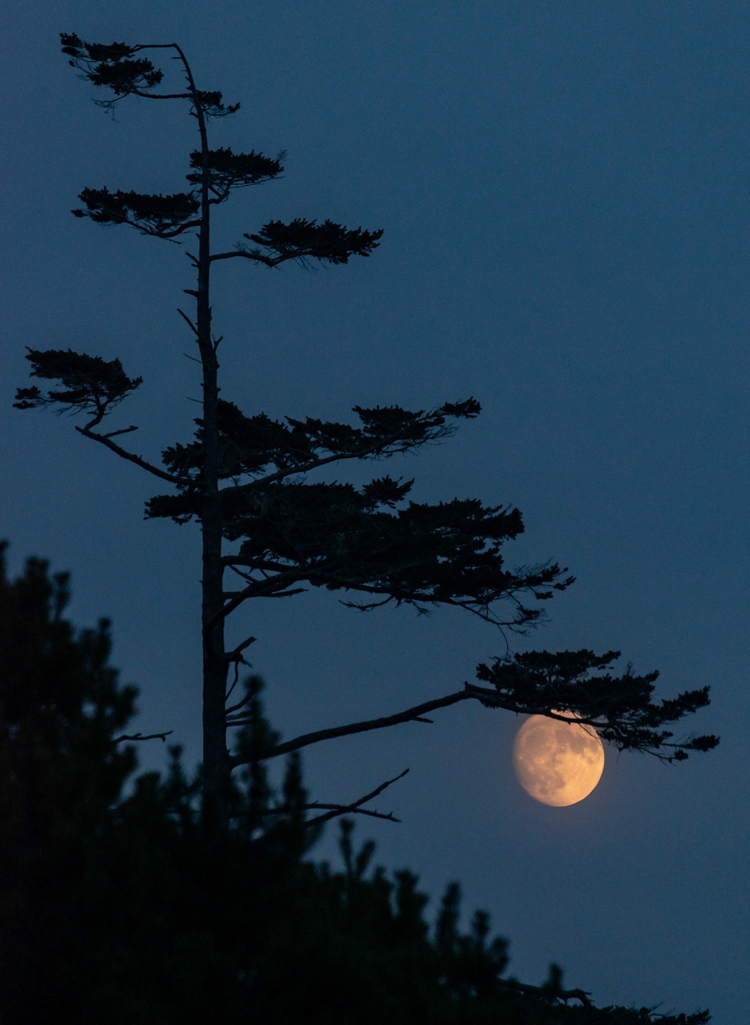 We started decorating our tree a bit early this year.  #moon #waxing #gibbous #decoration #risingmoon #oregoncoast  #holidaytree