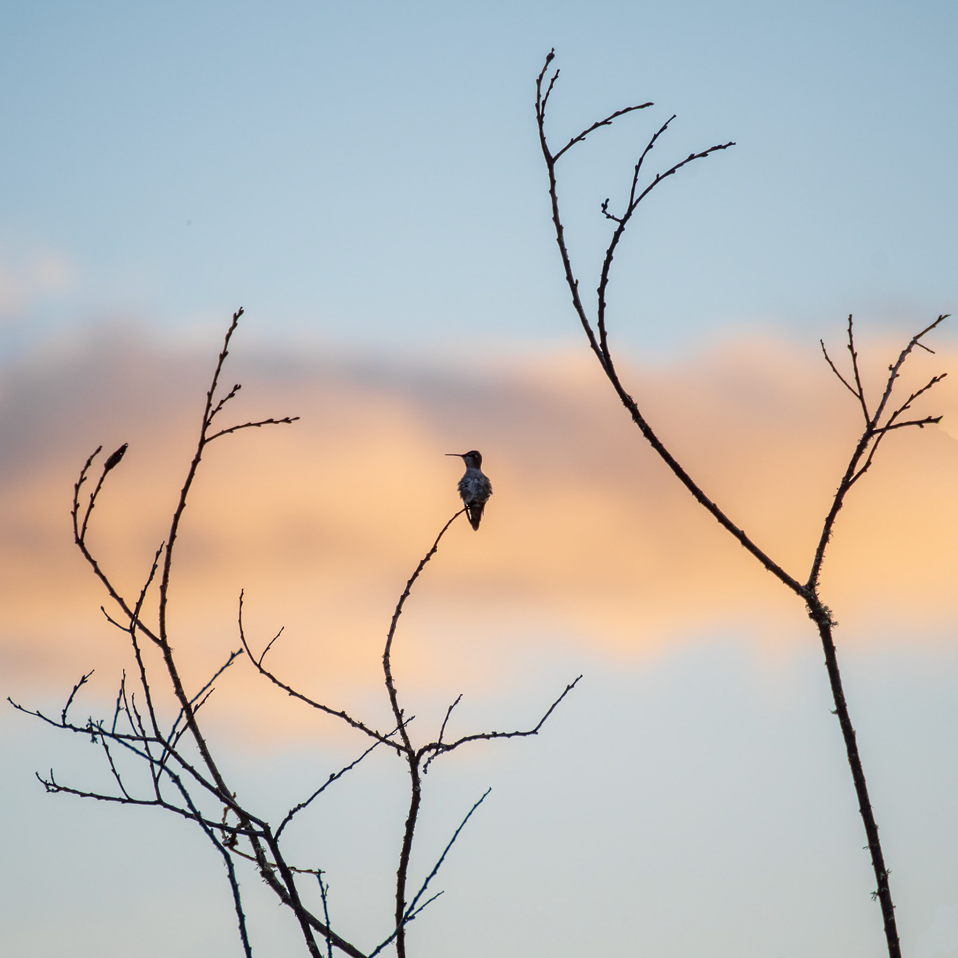 Hummingbird  #goldenhour #sunset #hummingbird #silhouette #wildlifephotography #birds