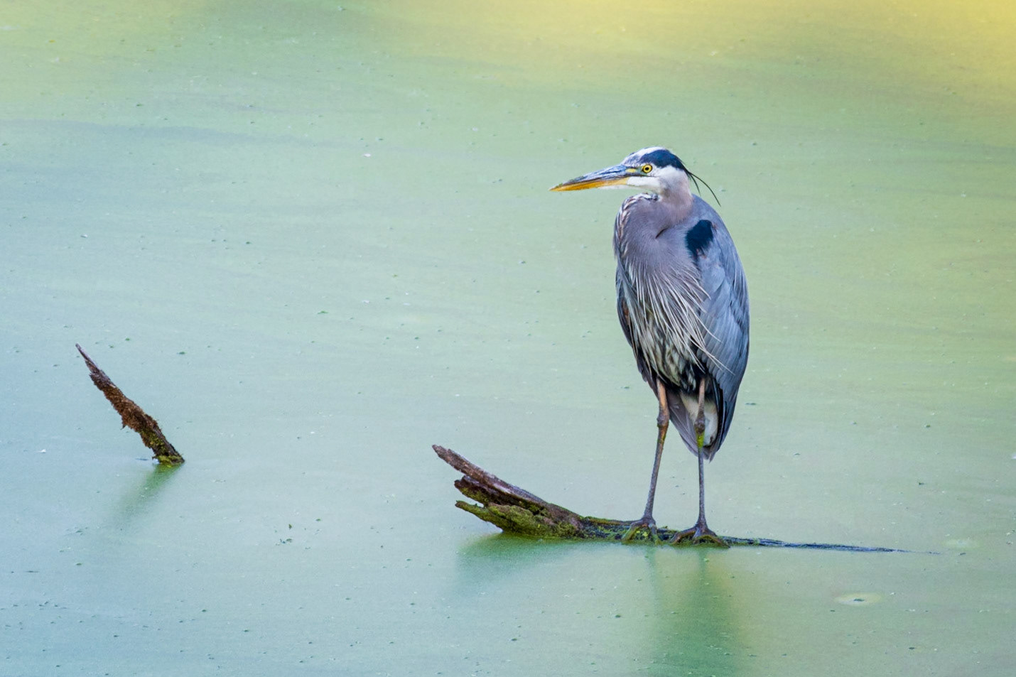 Blue heron in a pond of algae  #blueheron #heron #bird #wildlifephotography