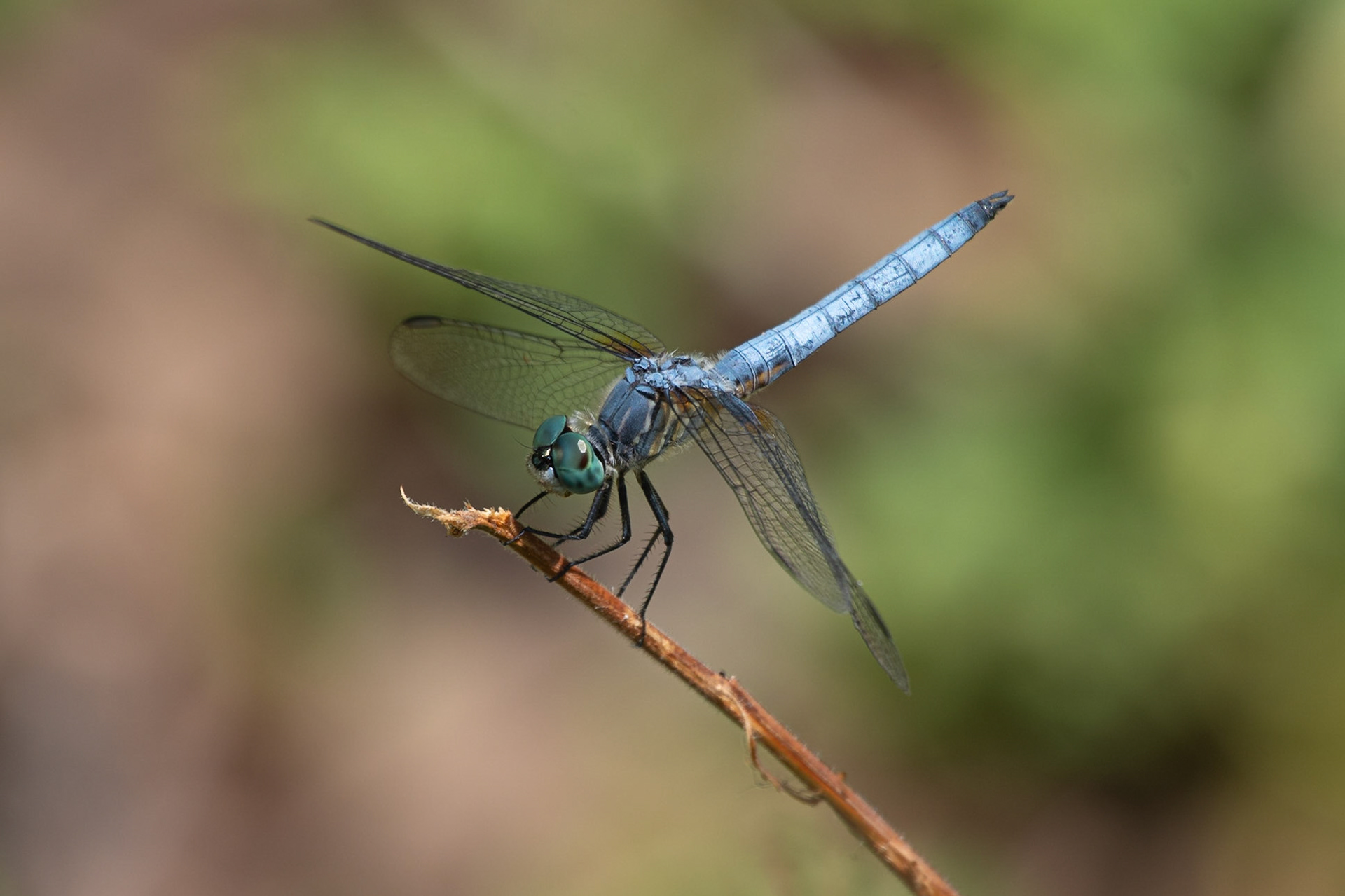 A blue dasher dragonfly posing patiently for the camera.  #bluedasher #dragonfly #insect #insects #macrophotography