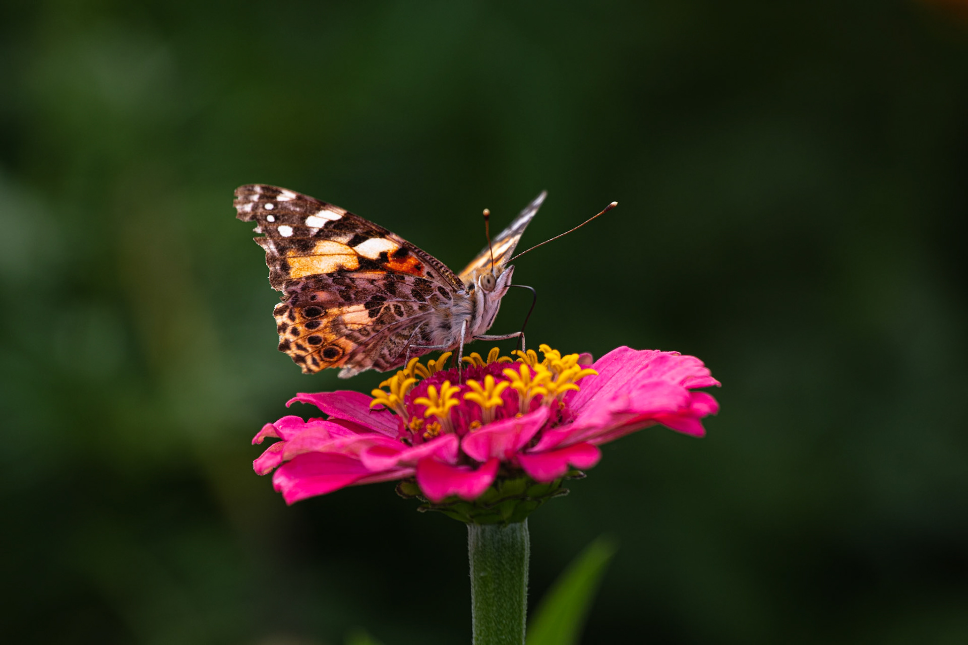 Painted Lady butterfly in the garden  #butterfly #paintedlady #flower #insect #insects #butterflies