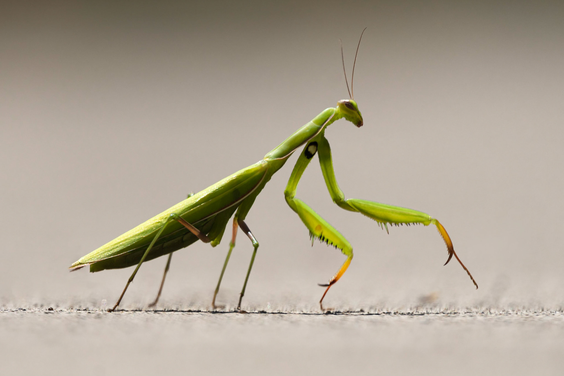A praying mantis, stopping for a portrait.  #prayingmantis #insect #insects #mantis #pentaxk70