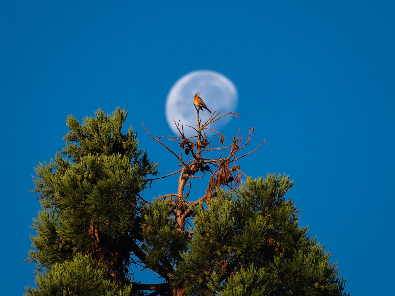 Early bird gets the perch  #goldenhour #bird #moon #morning