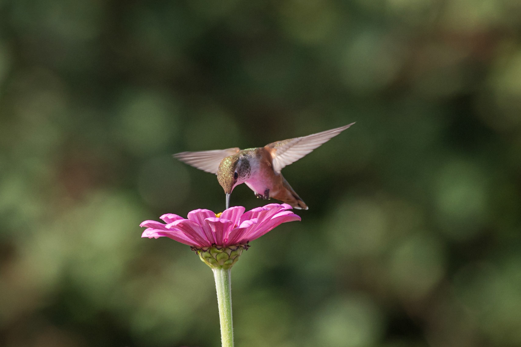 Anna's hummingbird in the garden  #hummingbird #bird #annashummingbird #birdsofinstagram