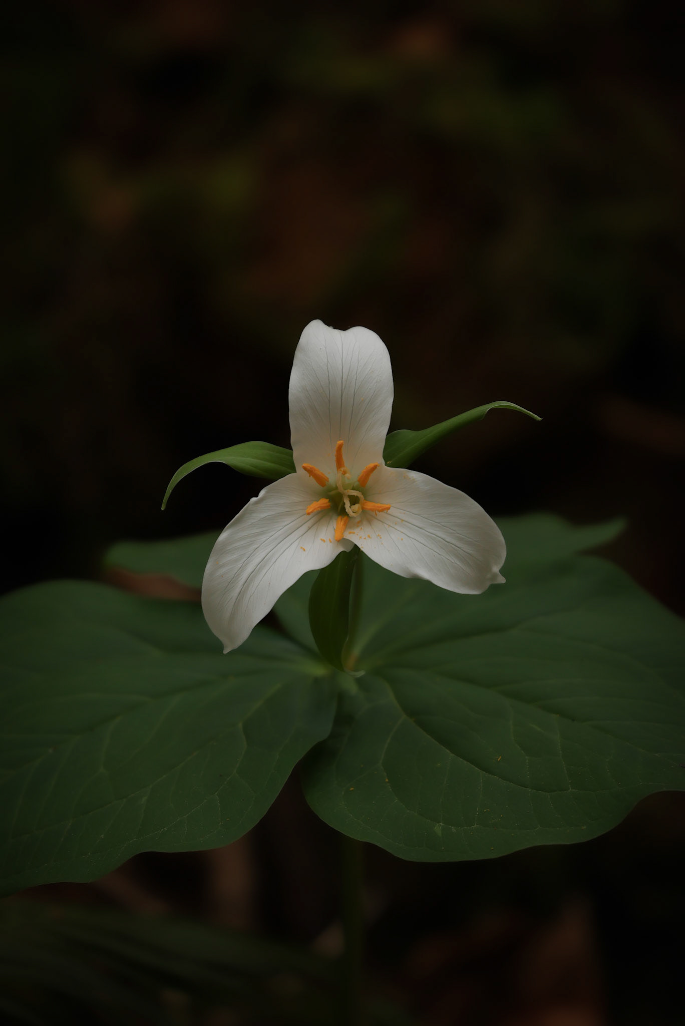 Rare Trillium flower, PNW