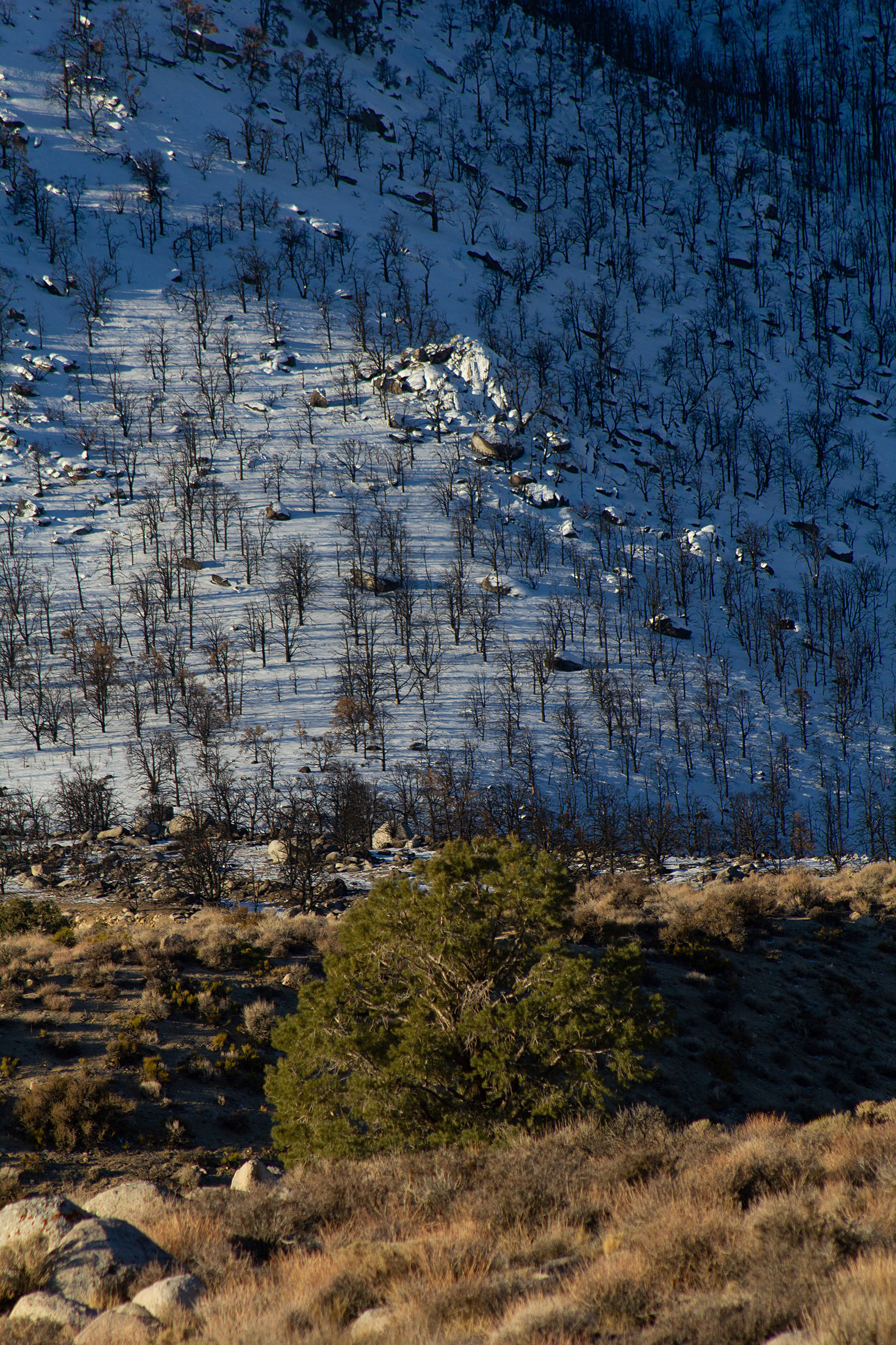 Desert to Forest