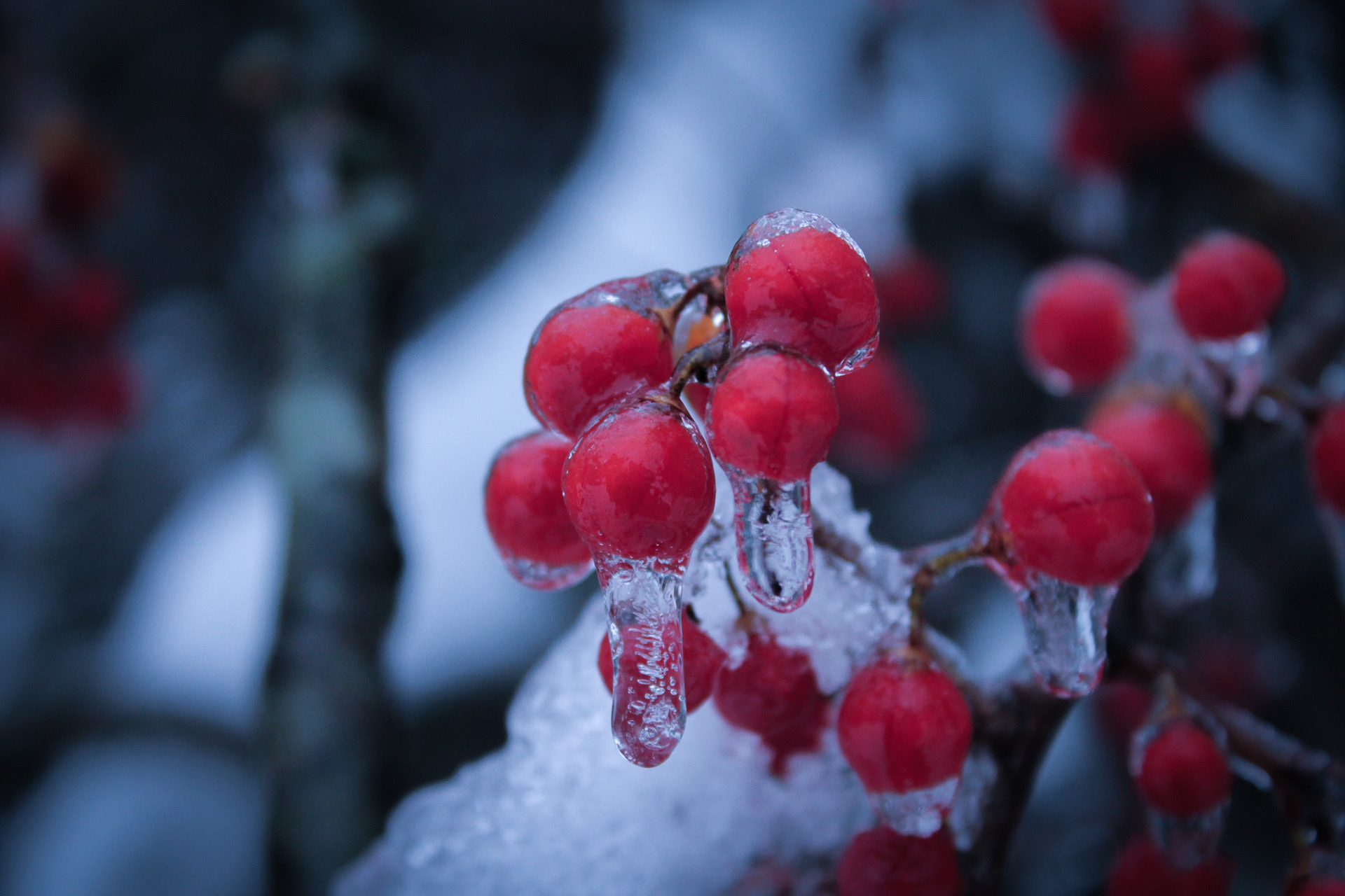 Frozen Morning