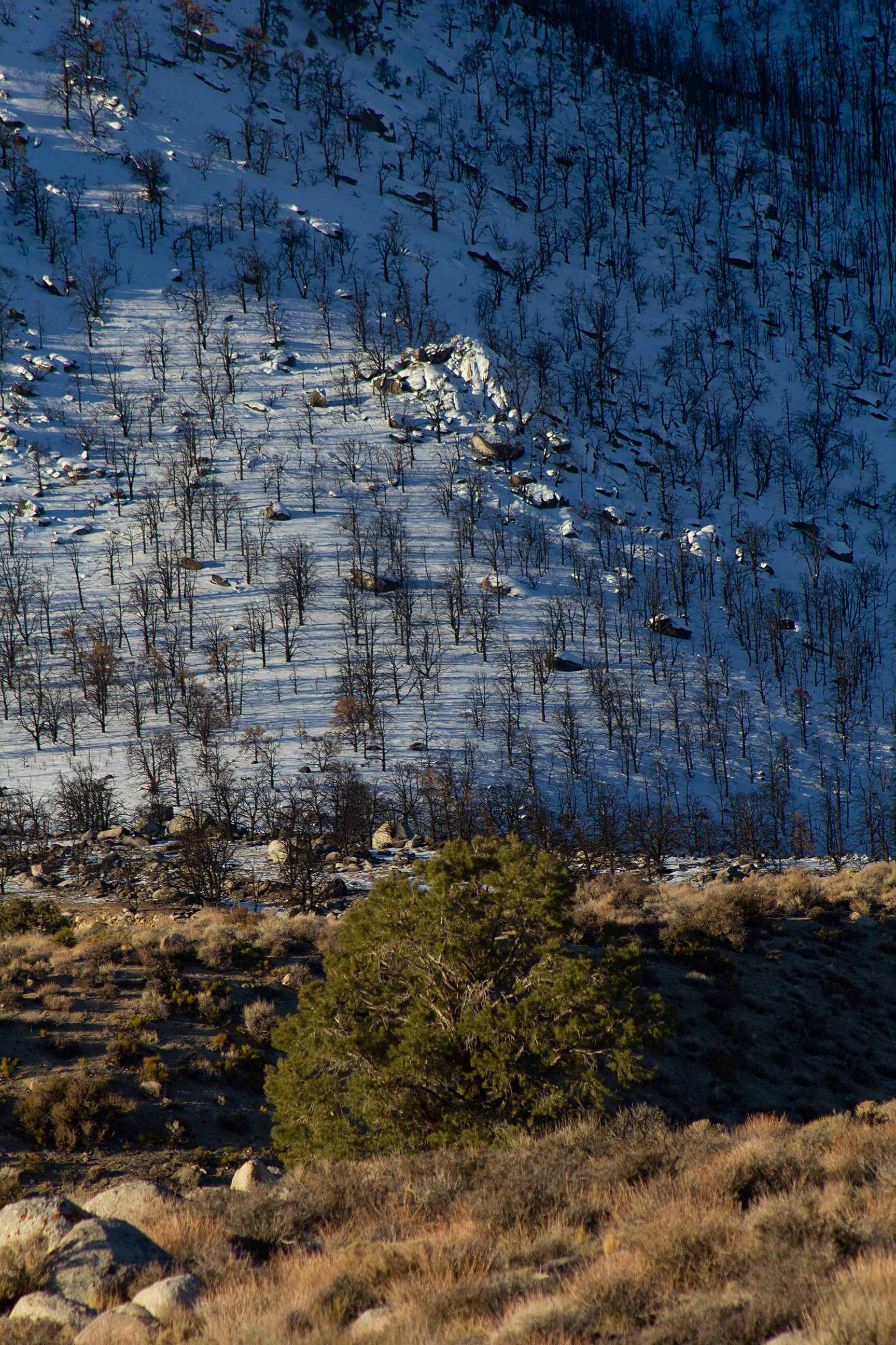 Desert to Forest