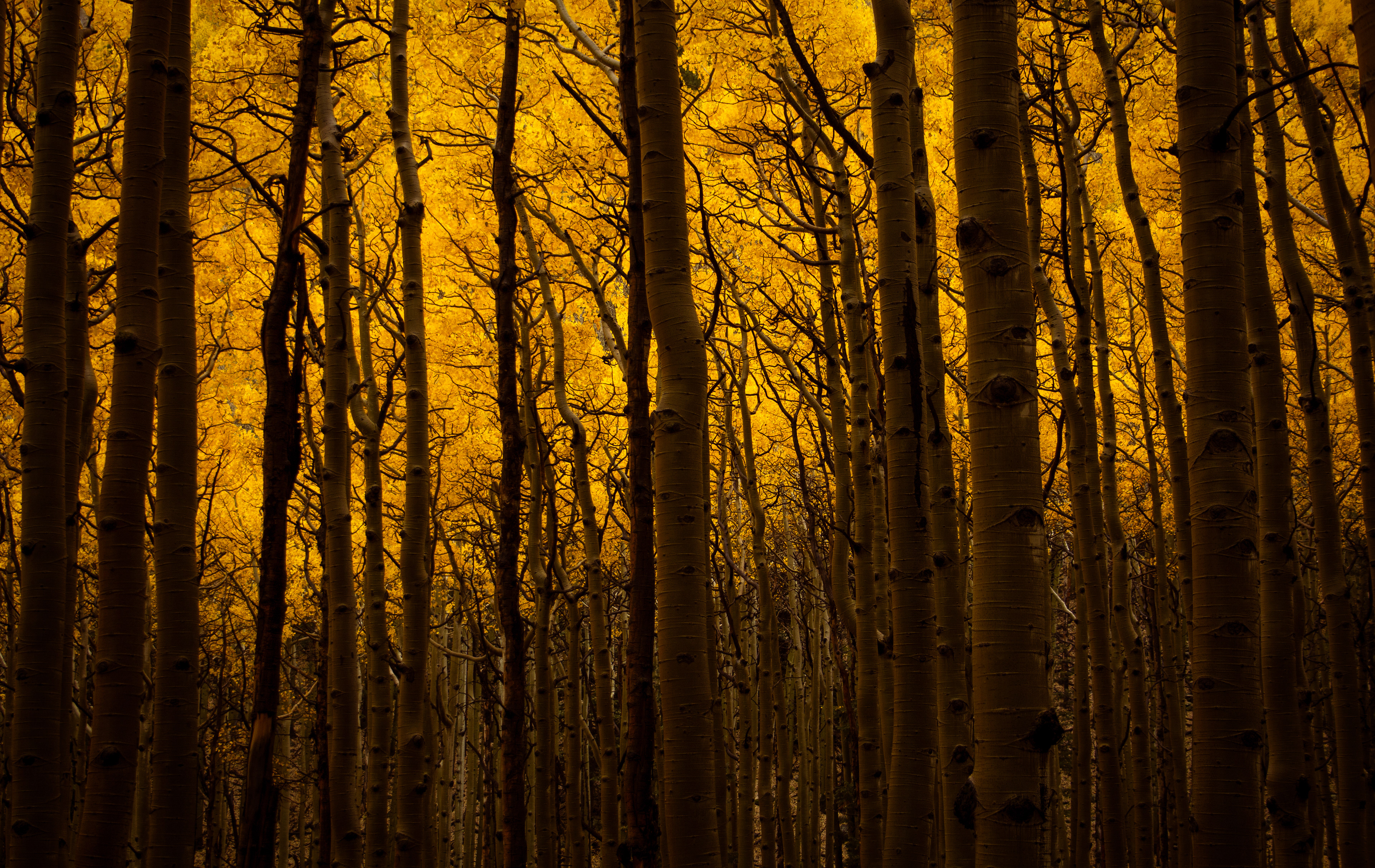 Arizona Aspens
