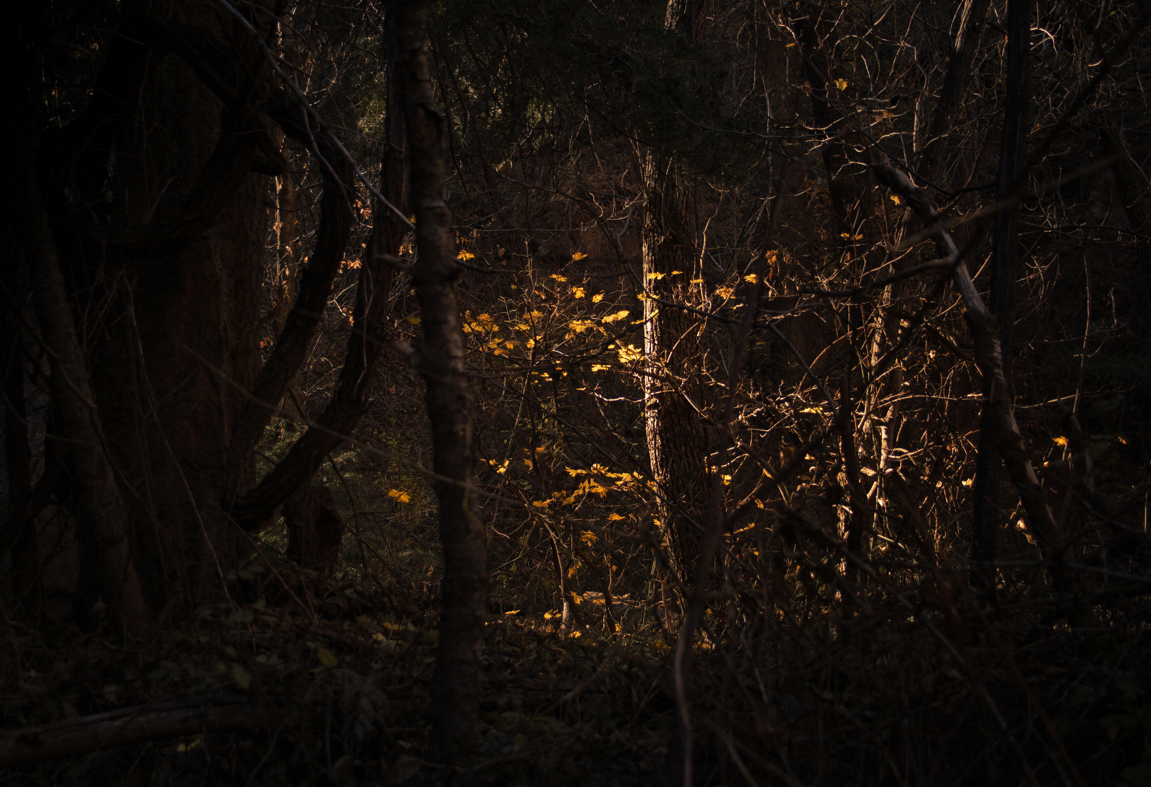 Last of Fall