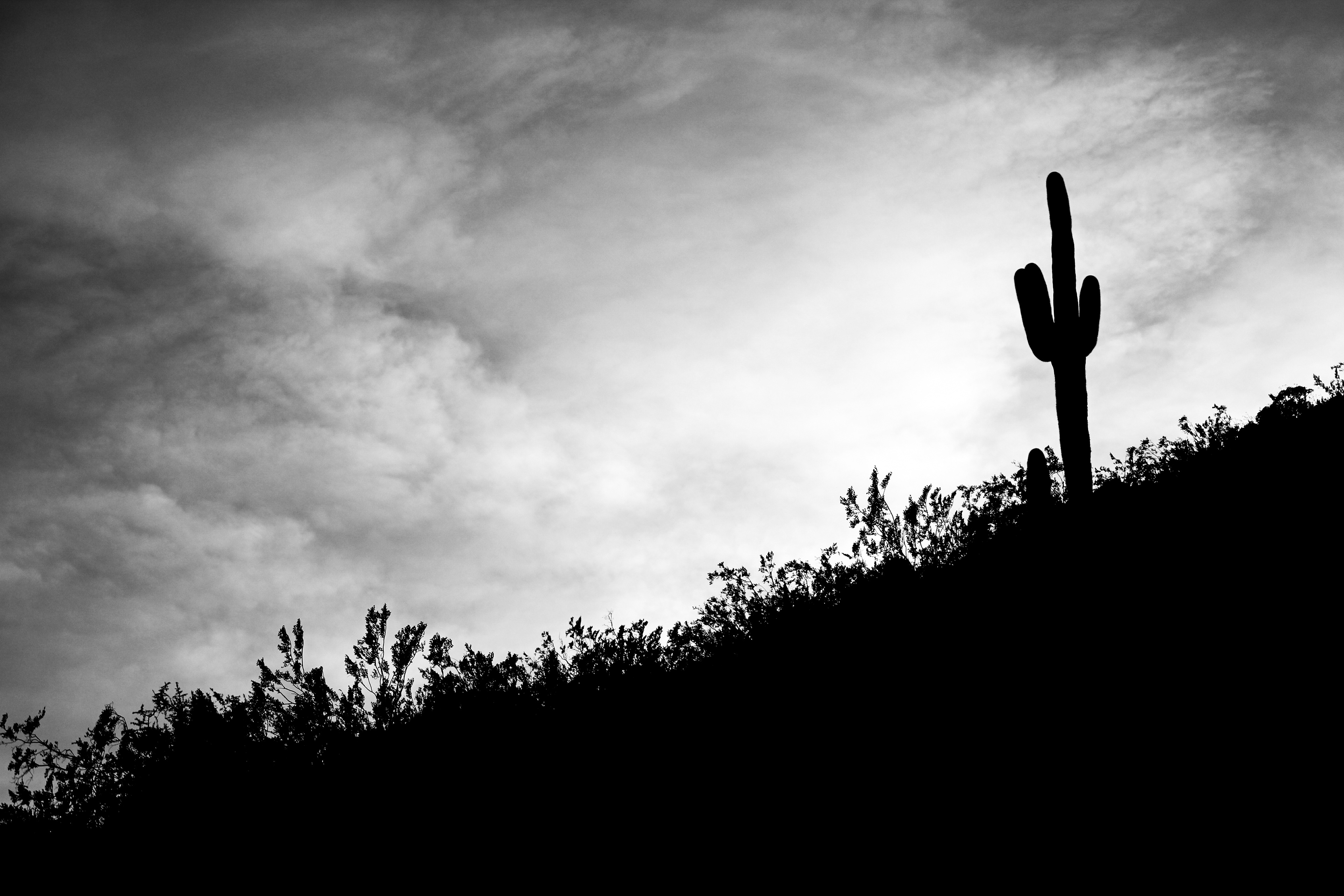 Lone Cactus