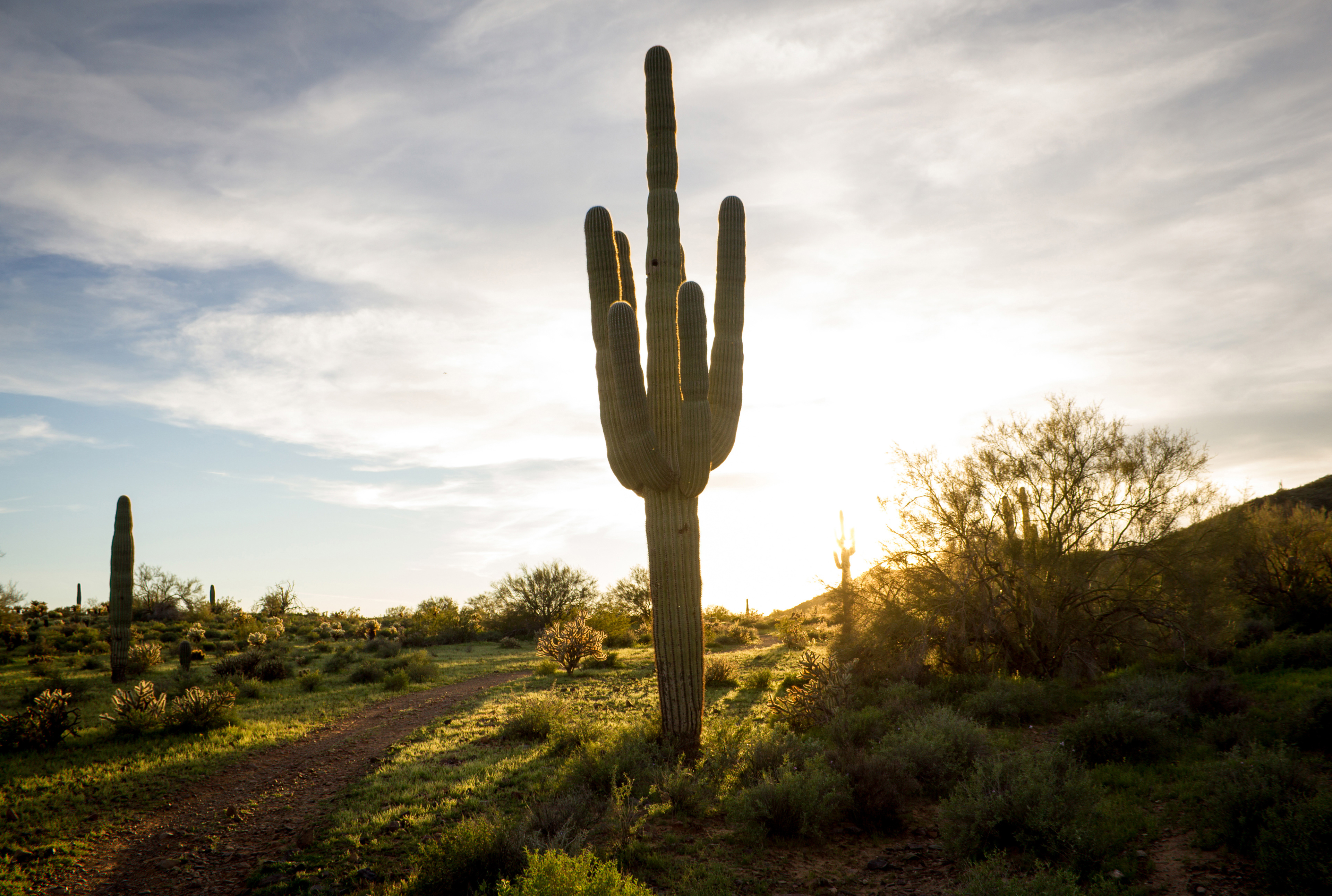 Arizonan Sunset