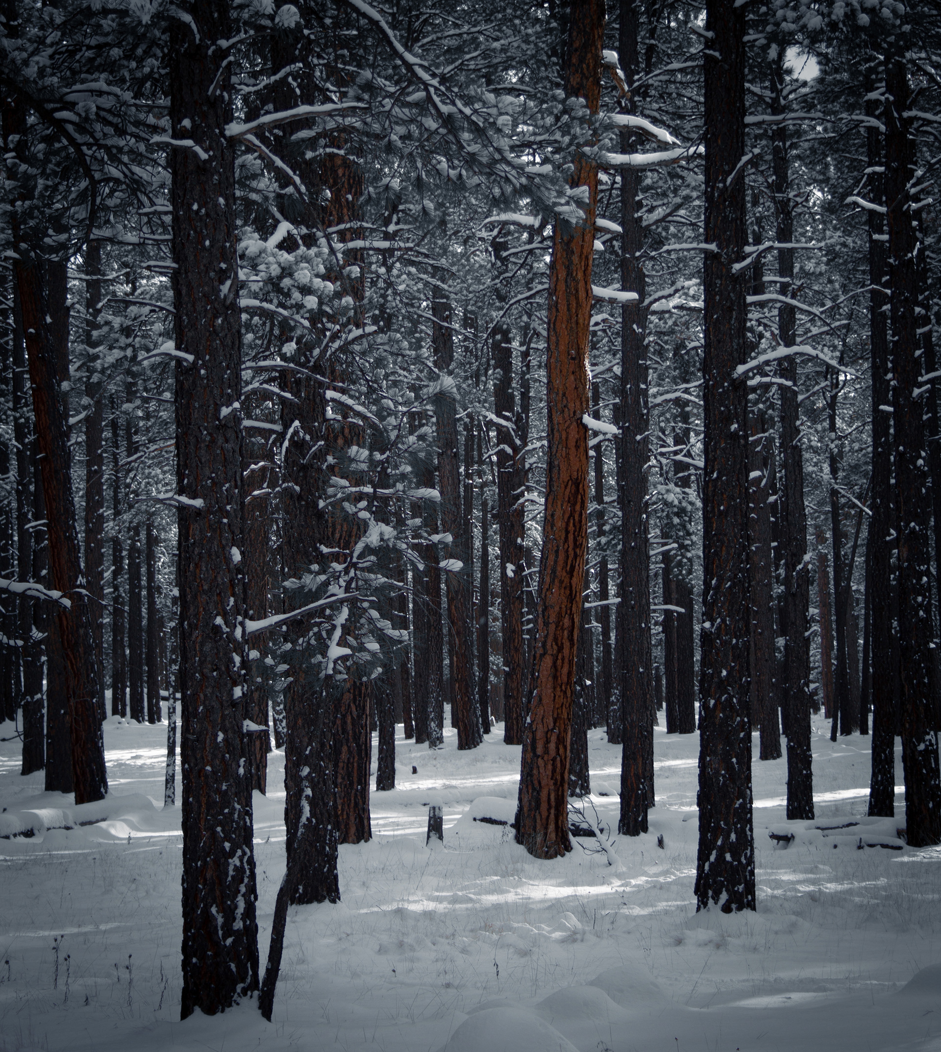 Old Growth Ponderosa