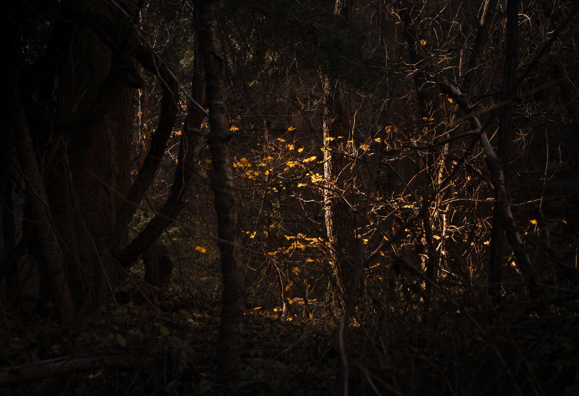 Last of Fall