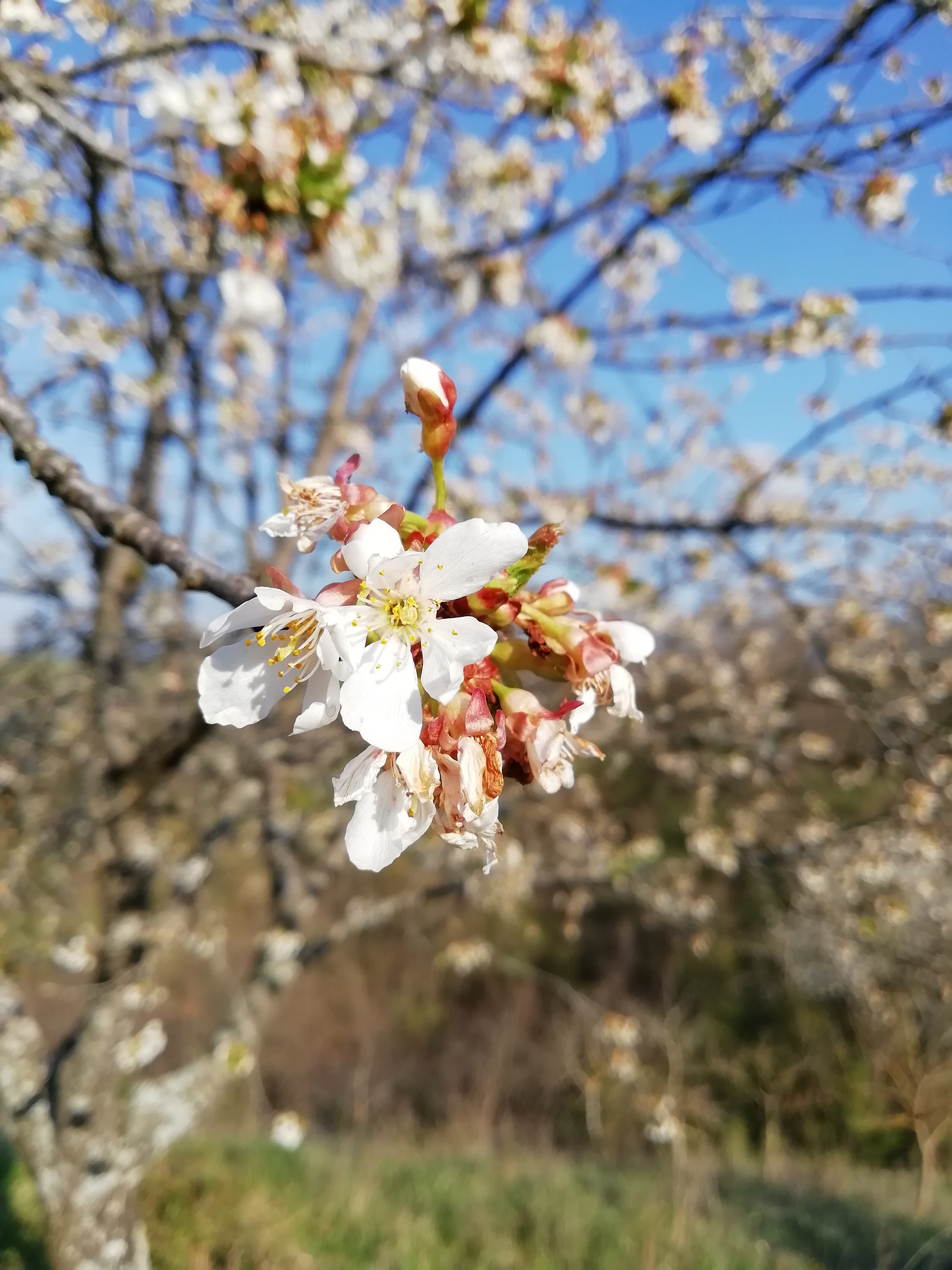 Il ciliegio in fiore