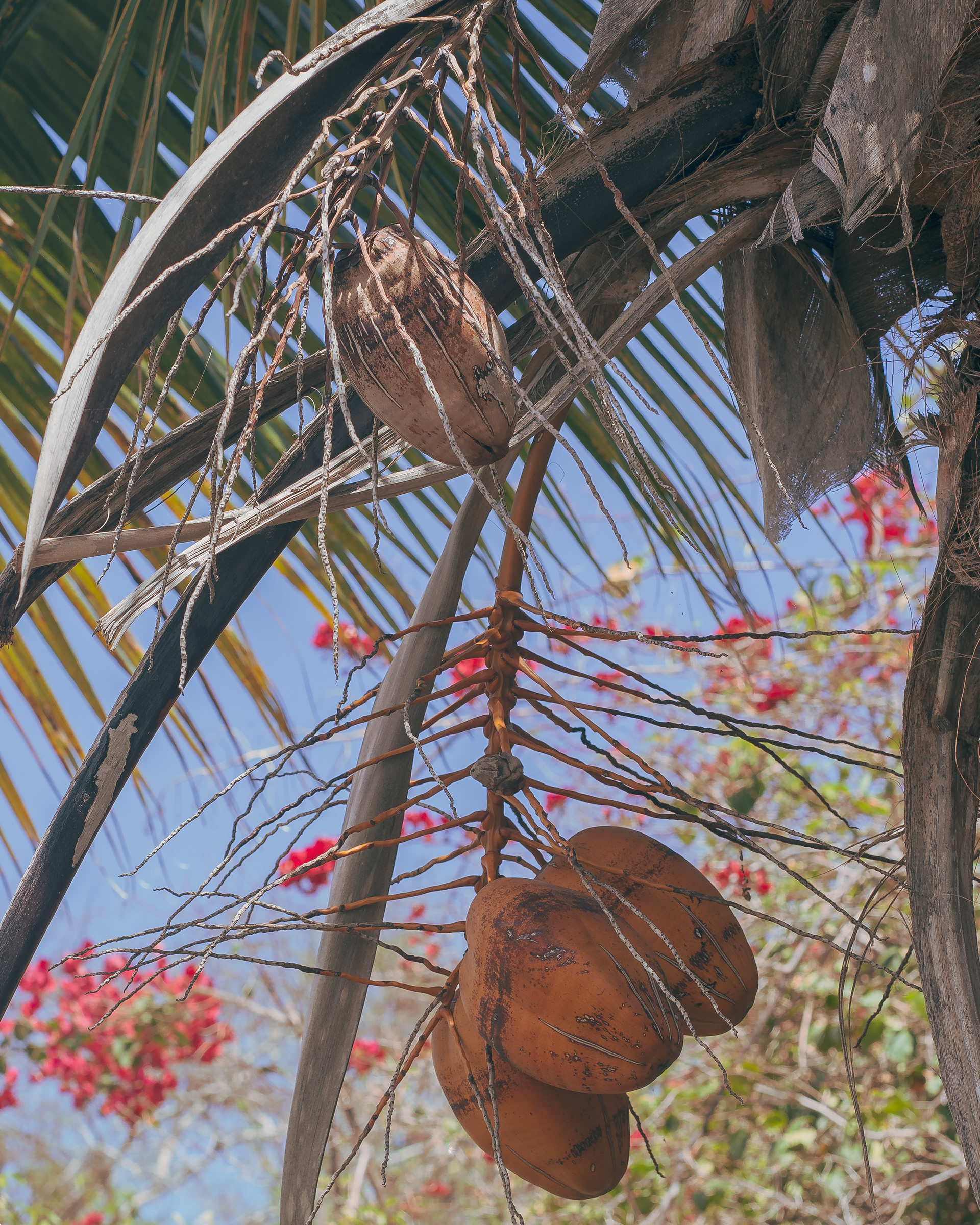 Coconut Trees that grow right in my garden back home