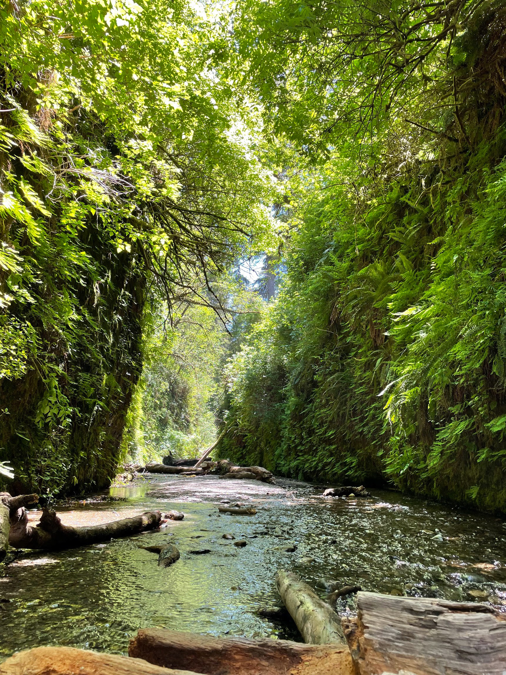 Fern Canyon in Prarie Creek Redwoods SP