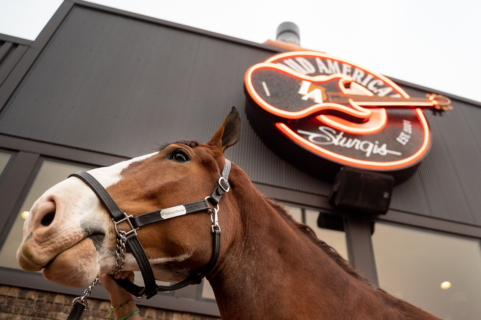 A Budweiser Clydesdale poses for a photo outside the Loud American Roadhouse during the fifth day of the 81st Sturgis Motorcycle Rally in Sturgis, South Dakota. 08.09.21.