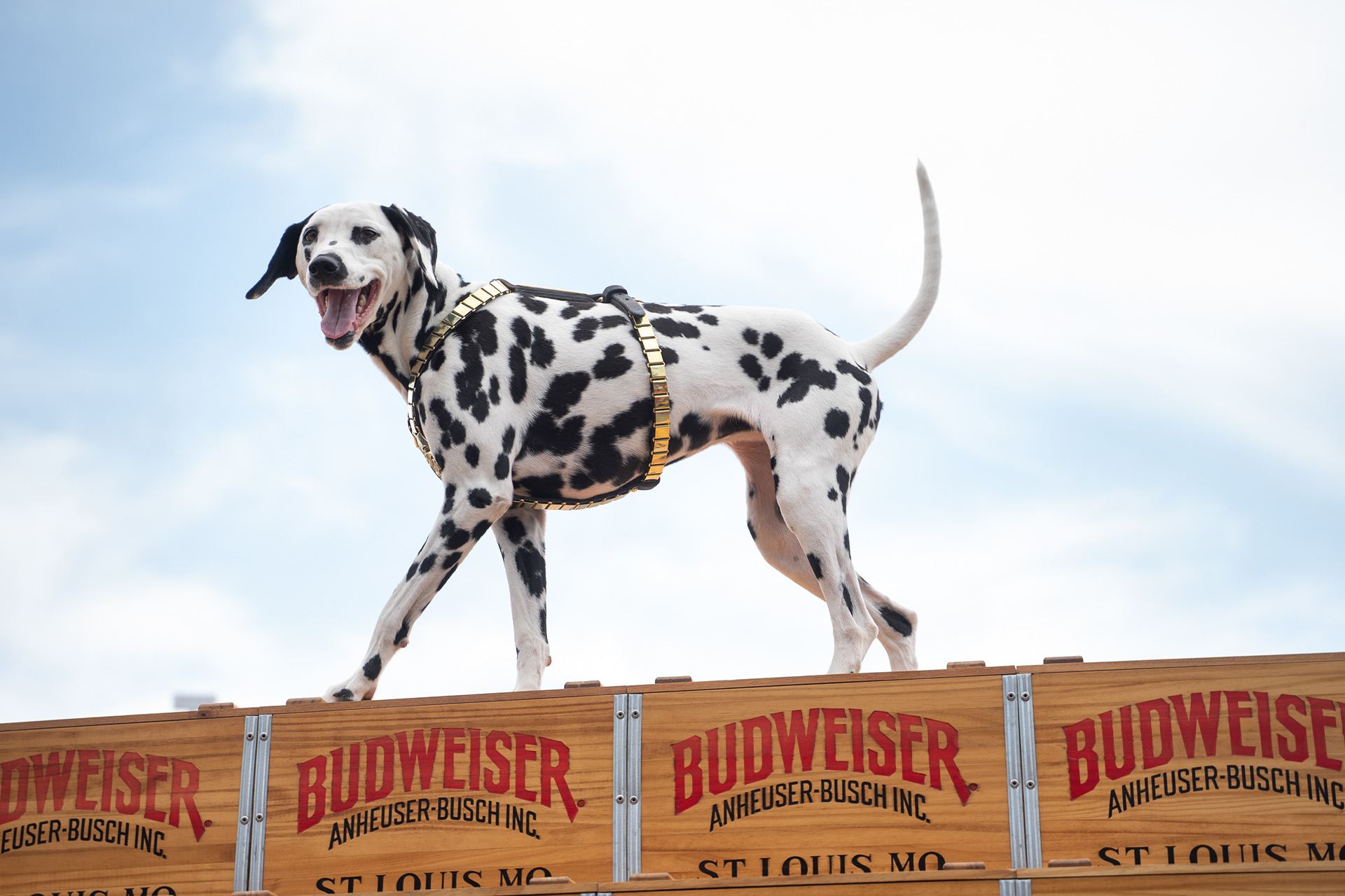 Barley the Dalmatian rides on the Budweiser wagon during the opening day of the 81st Sturgis Motorcycle Rally in Sturgis, South Dakota. 08.06.21.