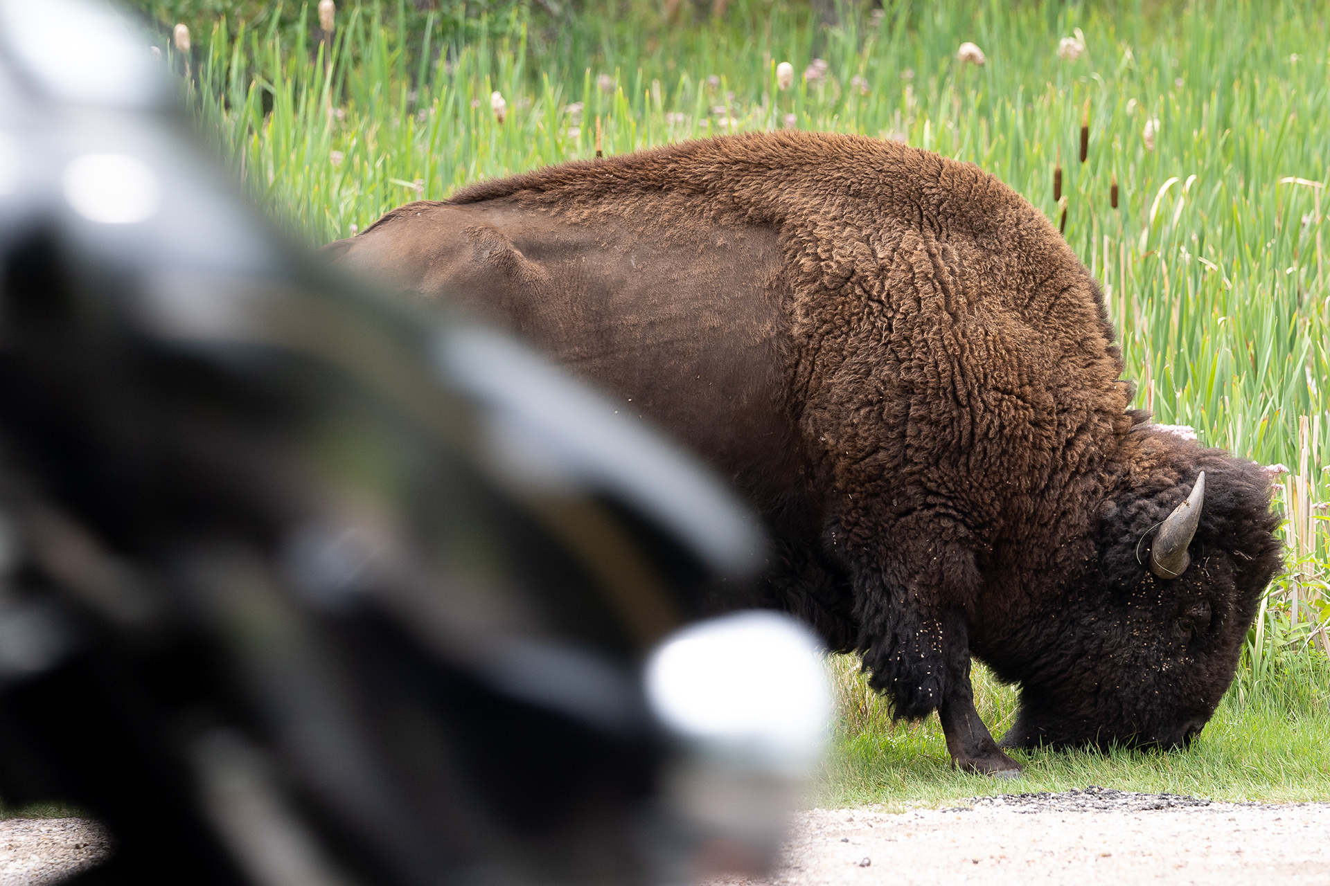 Riders pass by a buffalo in Custer State Park during the second day of the 81st Sturgis Motorcycle Rally. 08.07.21.