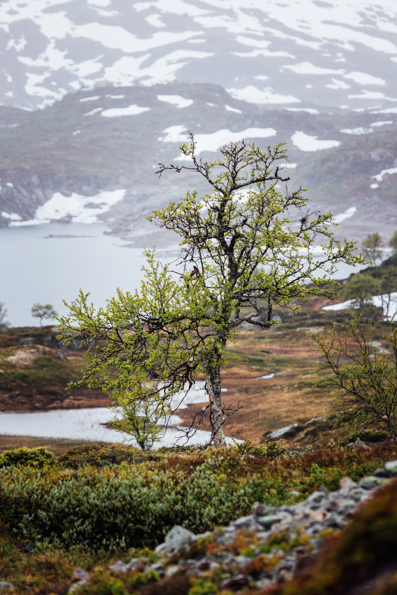 Sumpfige Landschaft