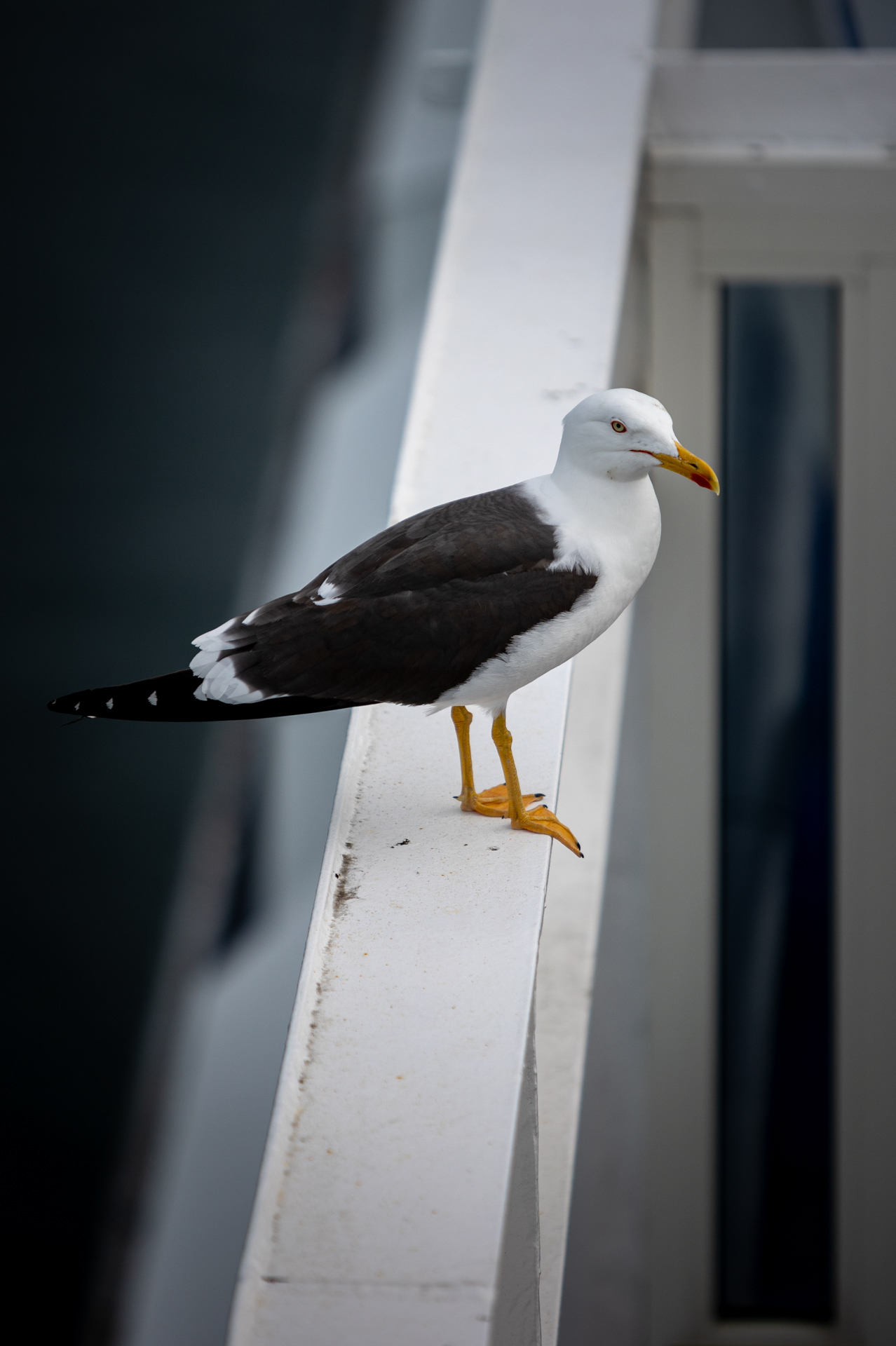 Möwen als treue Begleiter auf den letzten Seemeilen