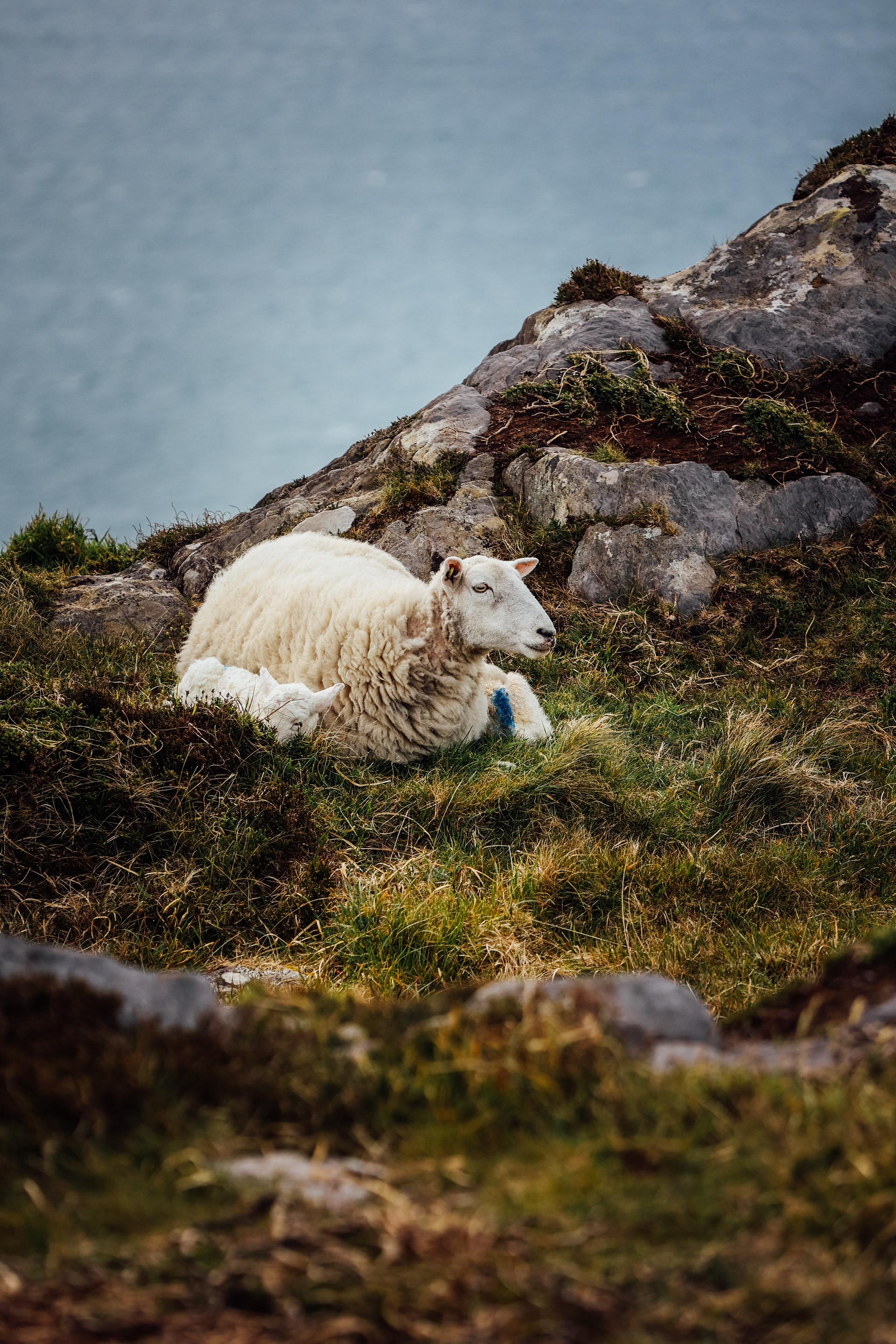 Sheep's Head
