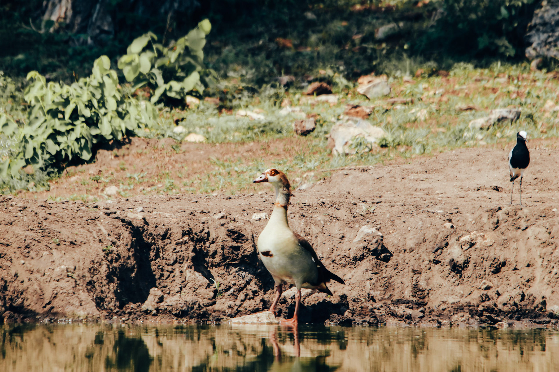 Egyptian Goose