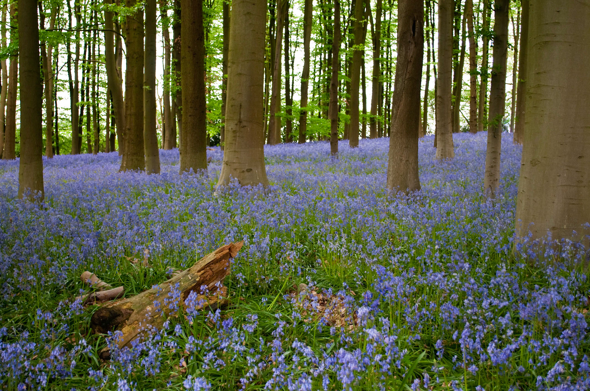Bluebell Wood at Coton Manor Gardens