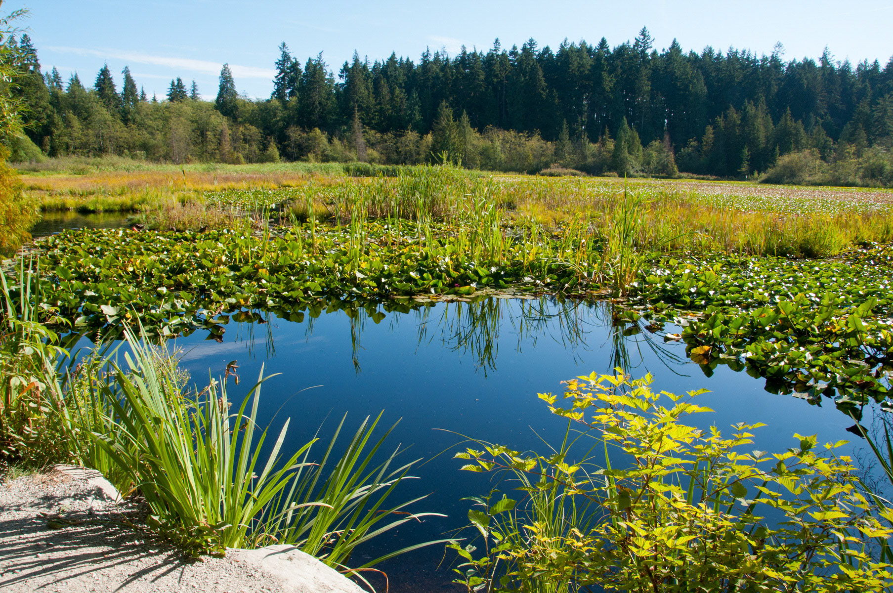 Beaver Lake, Stanley Park, Vancouver, Canada