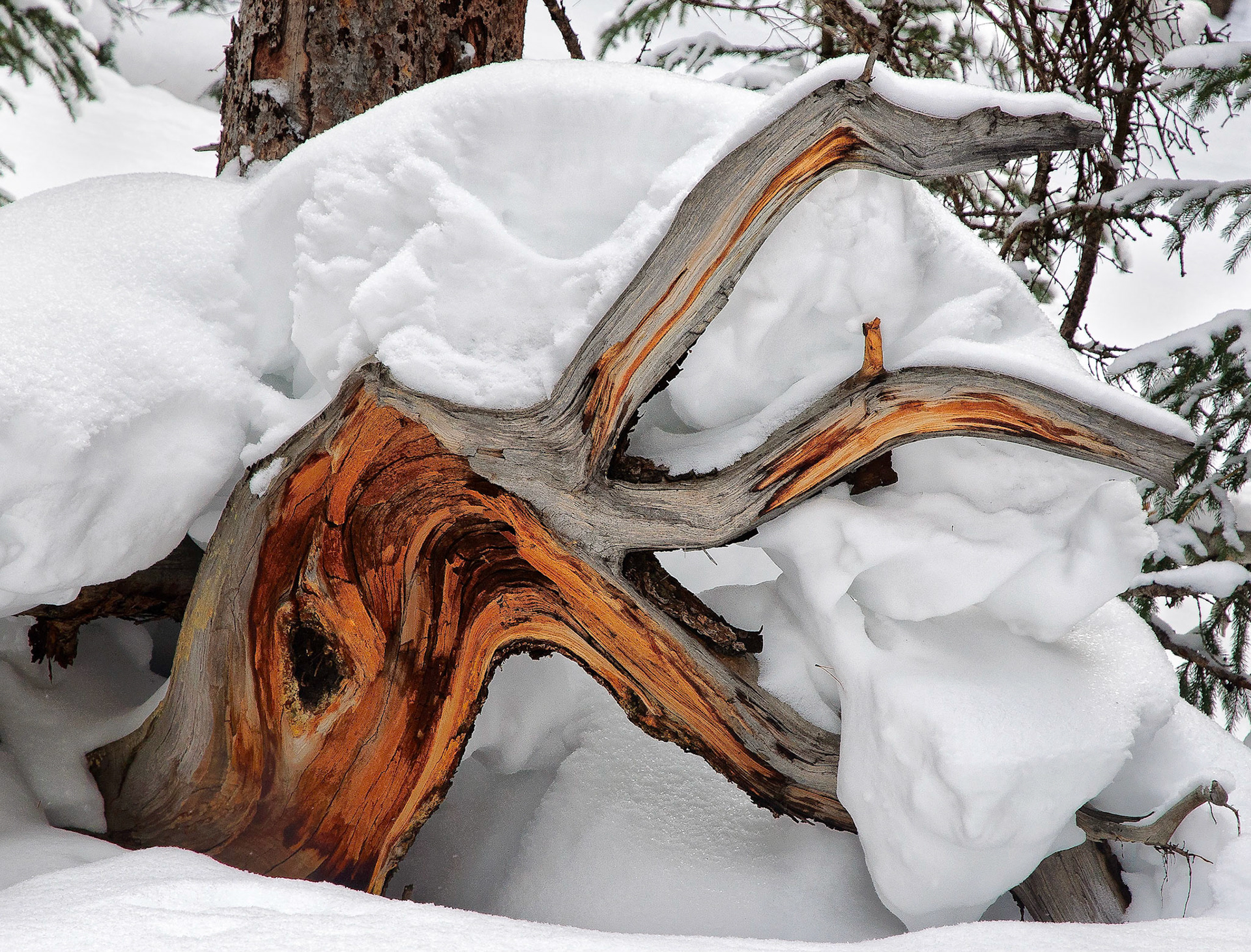 Rocky Mountain Tree Stump