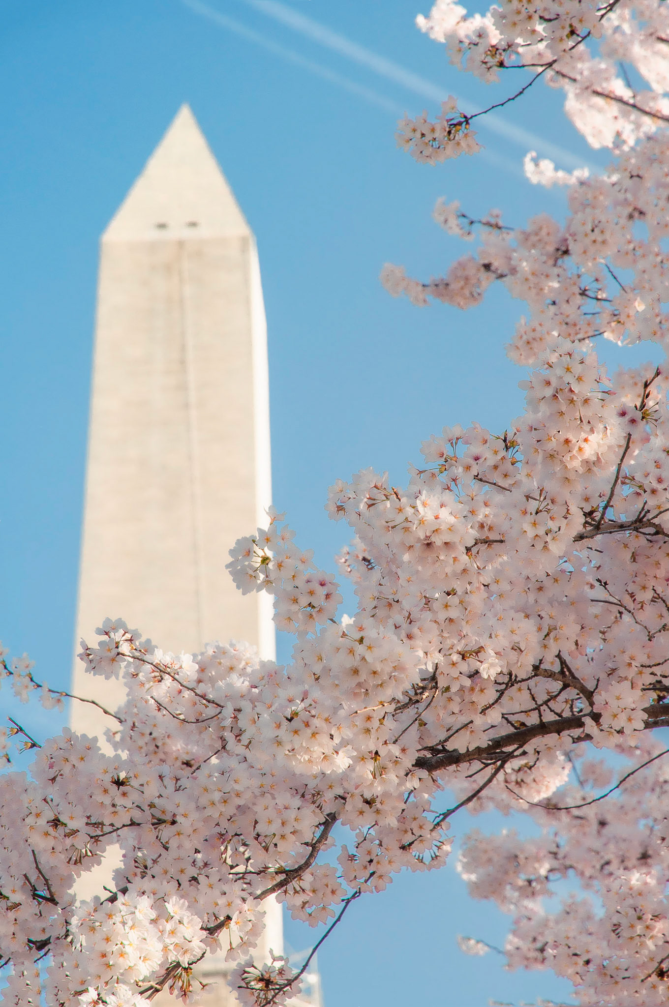 Washington Momument Cherry Blossoms