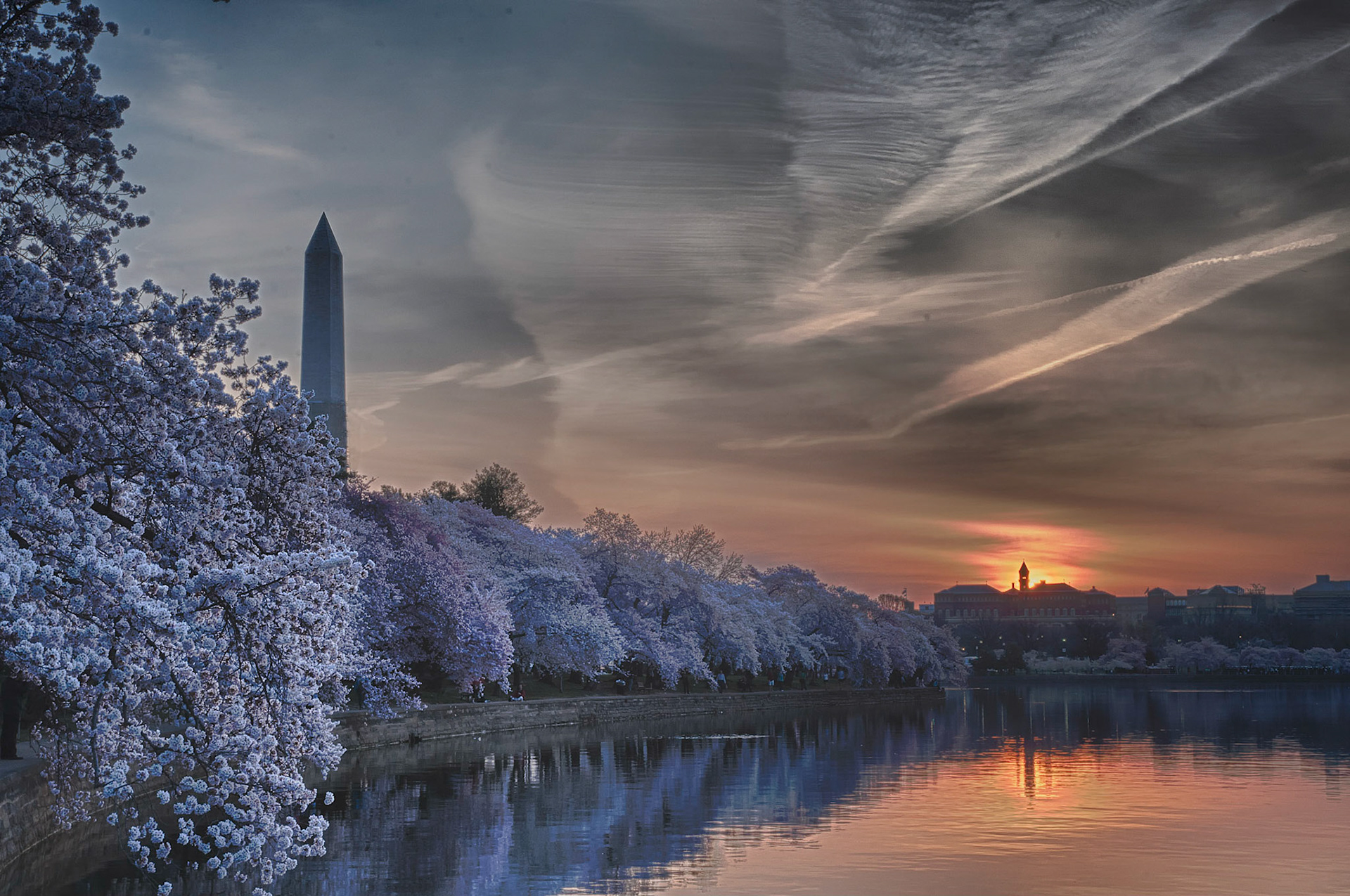 DC Cherry Blossoms