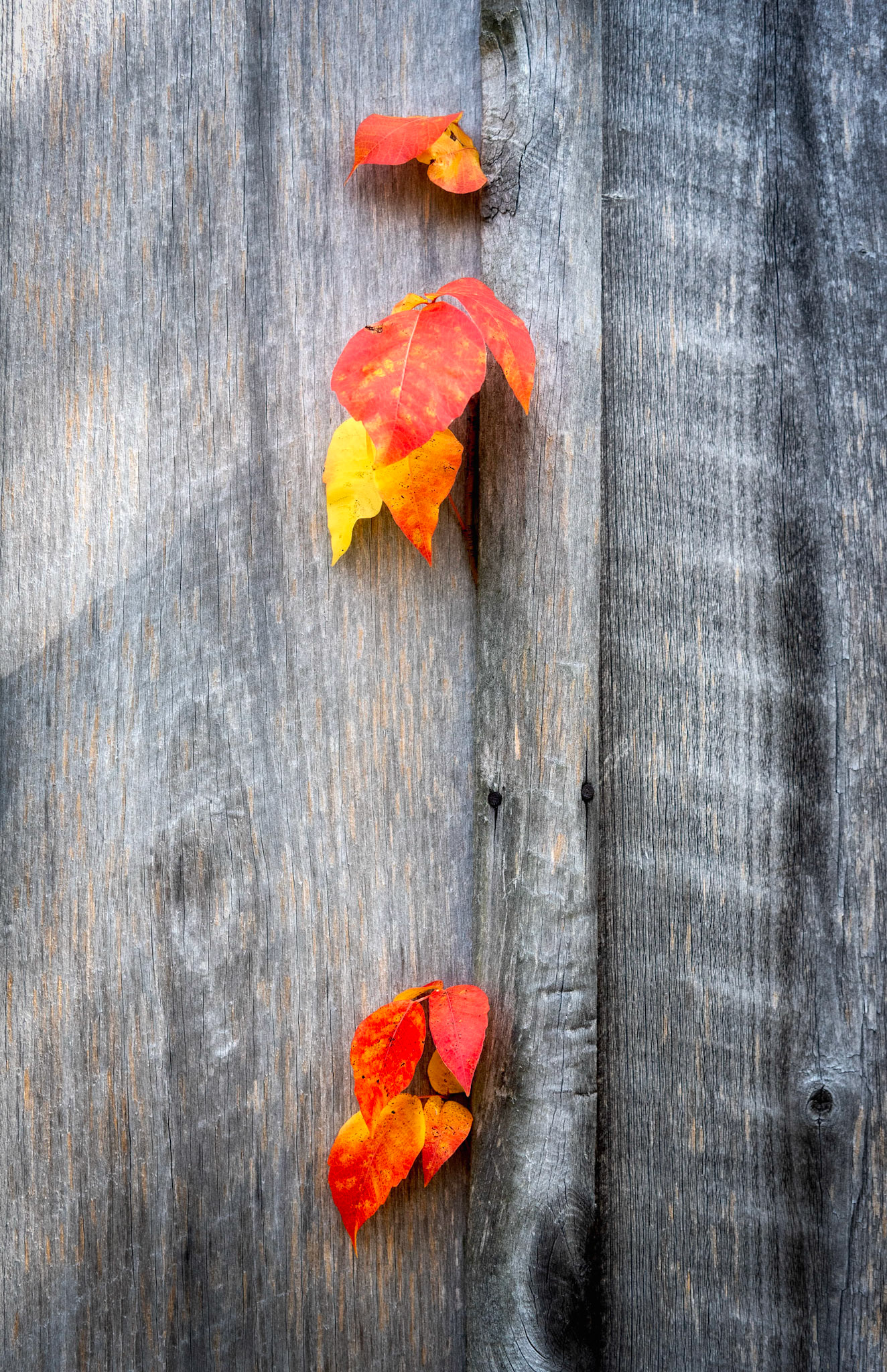 Leaves on a Barn