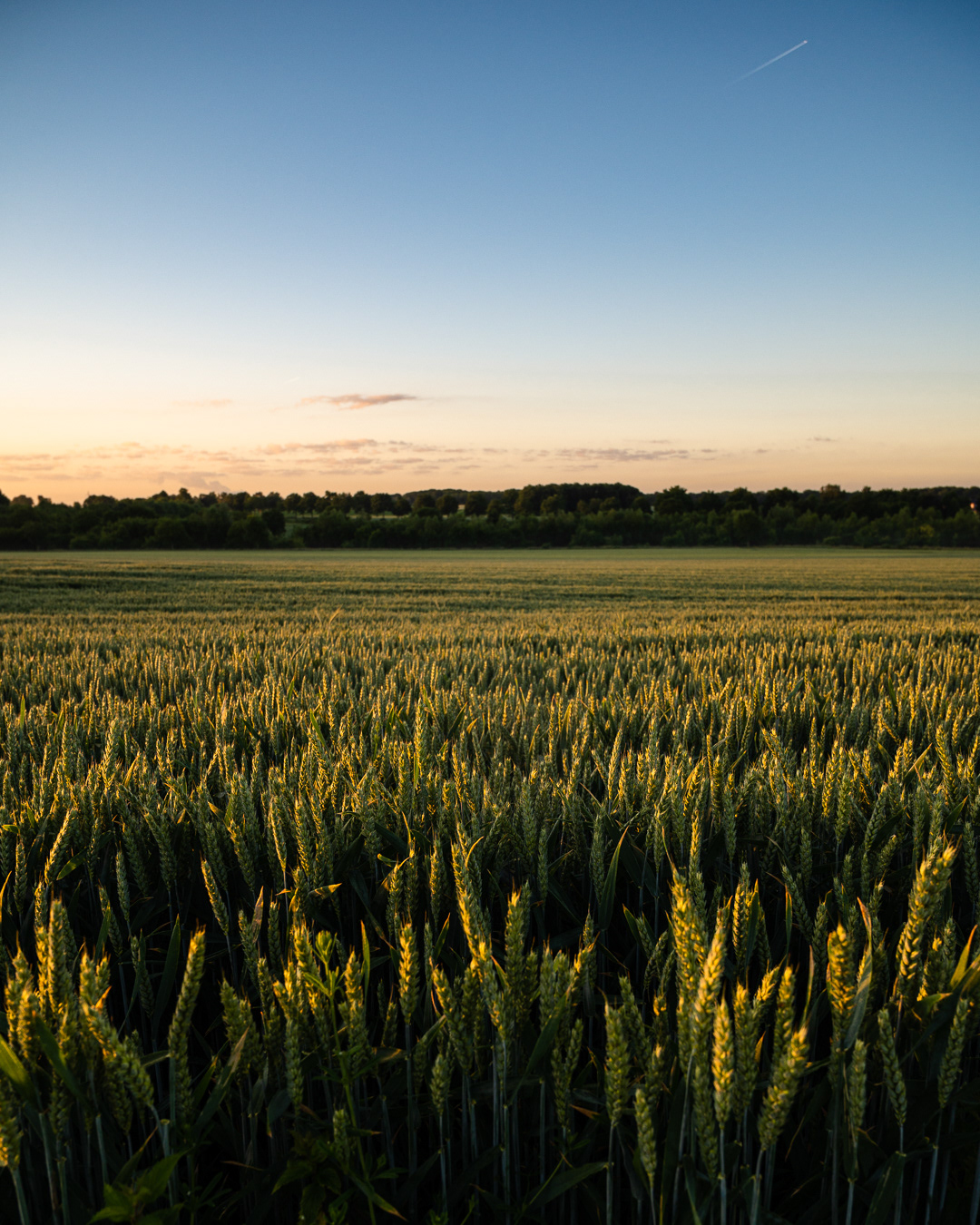 Barley Field