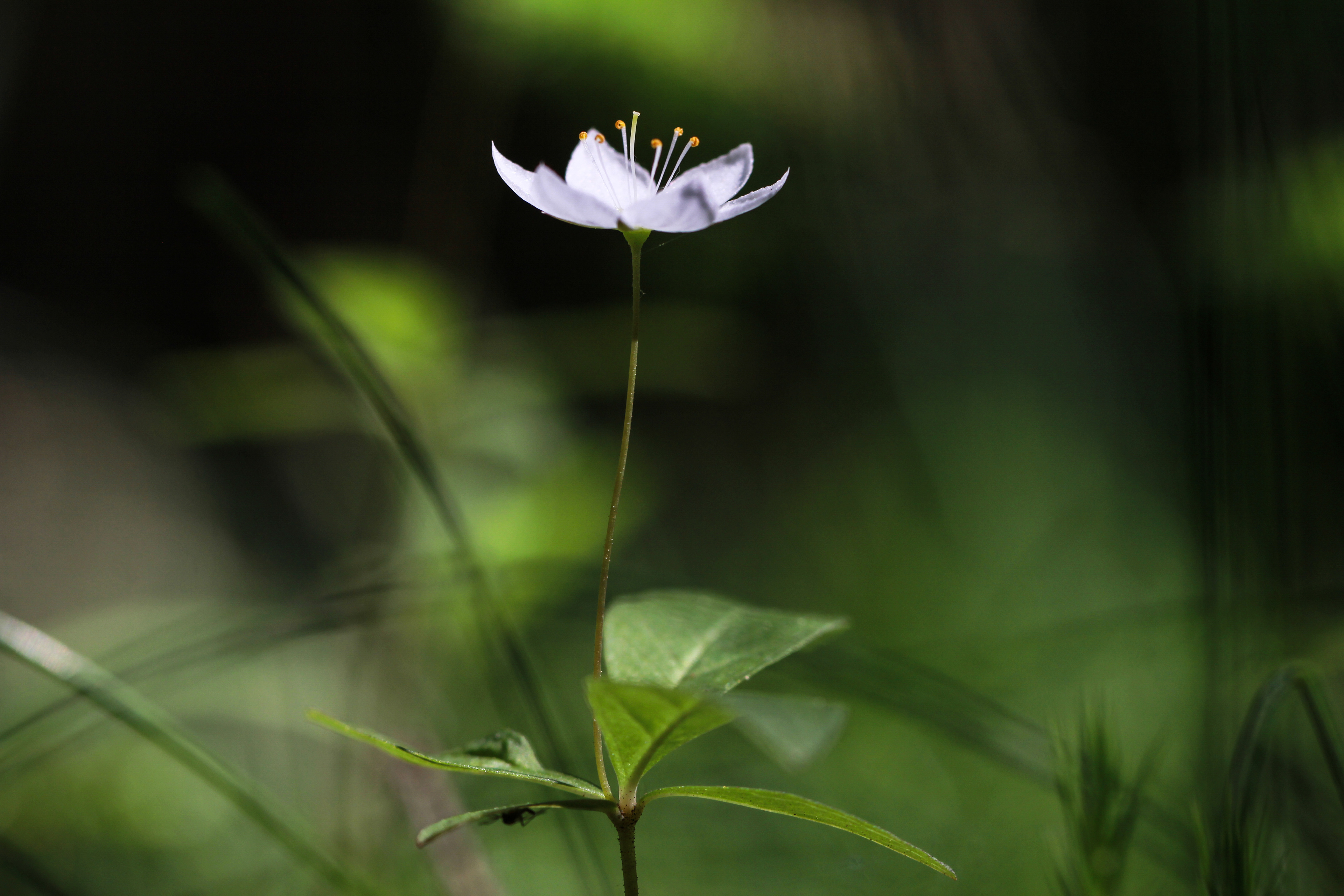 Trientalis europaea