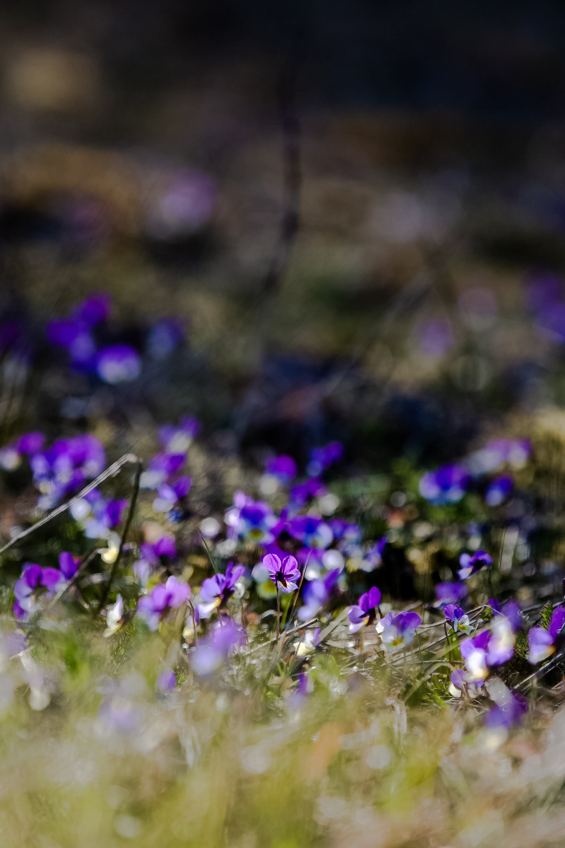 Viola Tricolor
