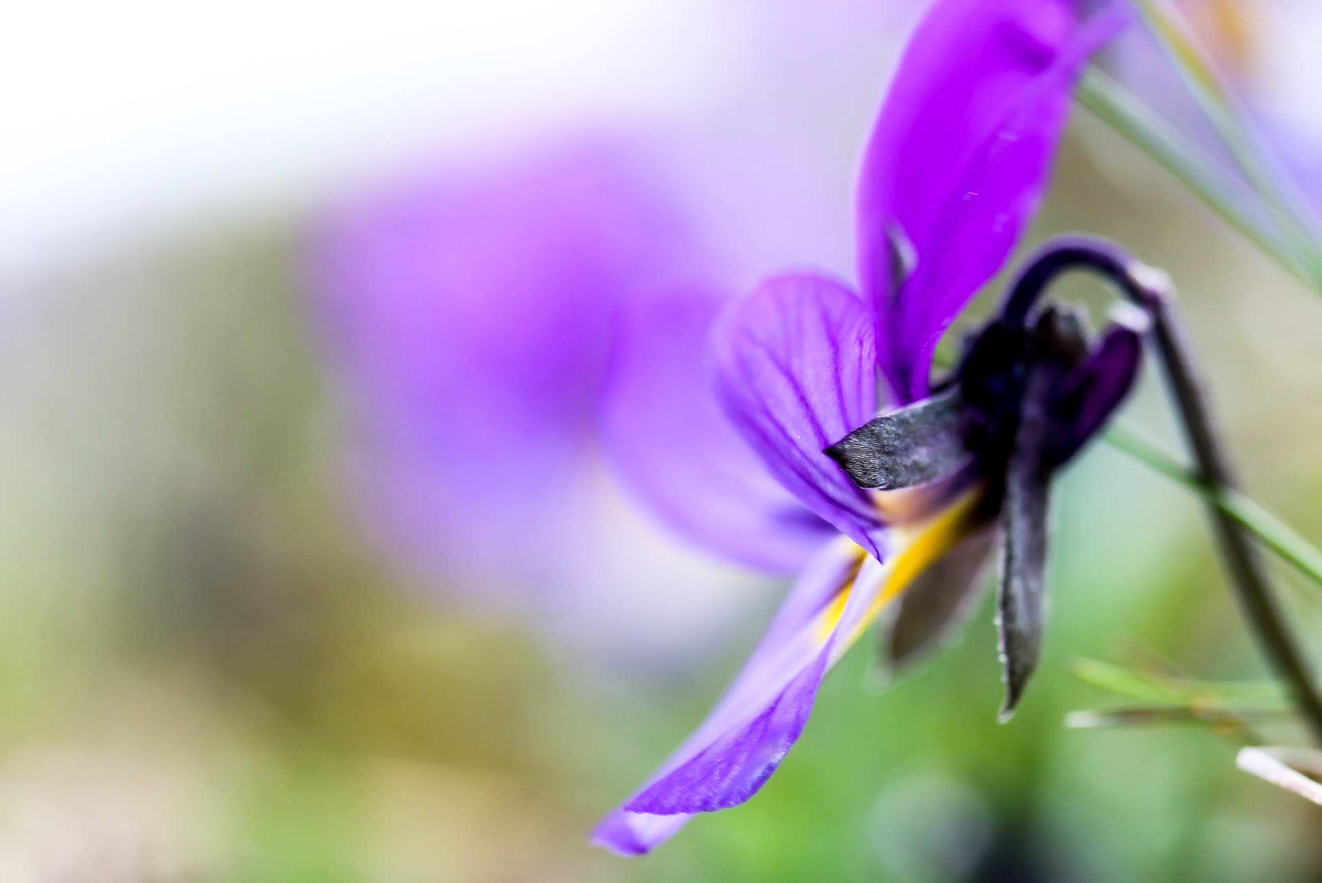 Viola Tricolor