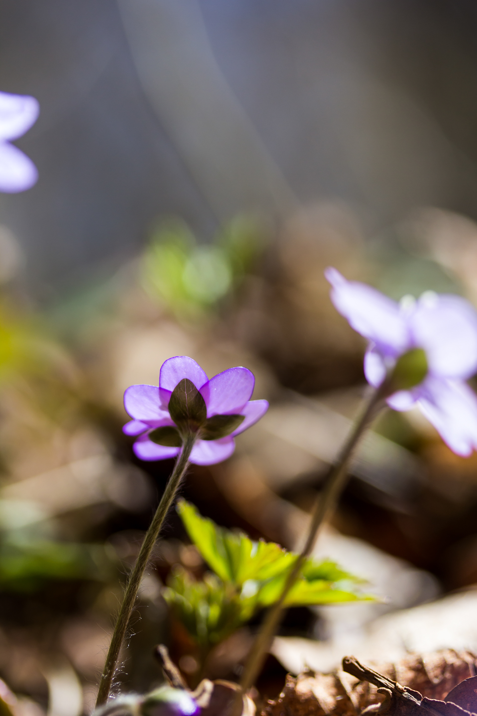 Anemone Hepatica