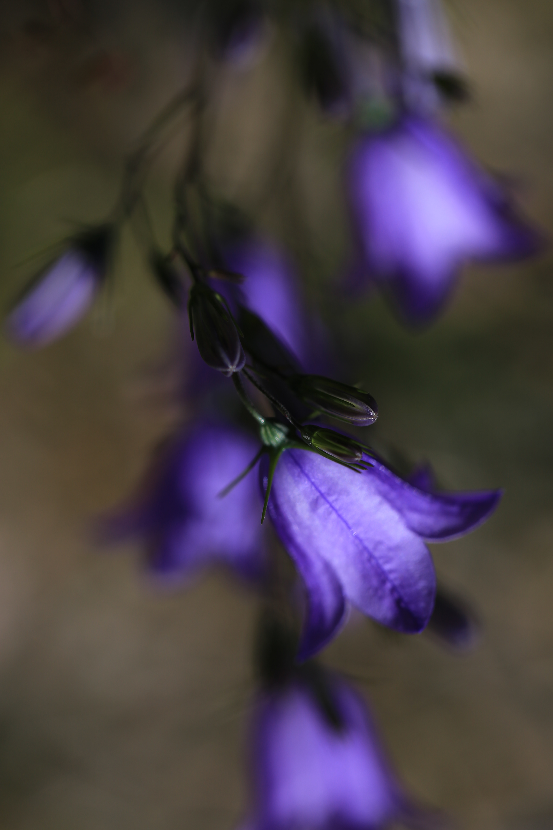 Campanula rotundifolia