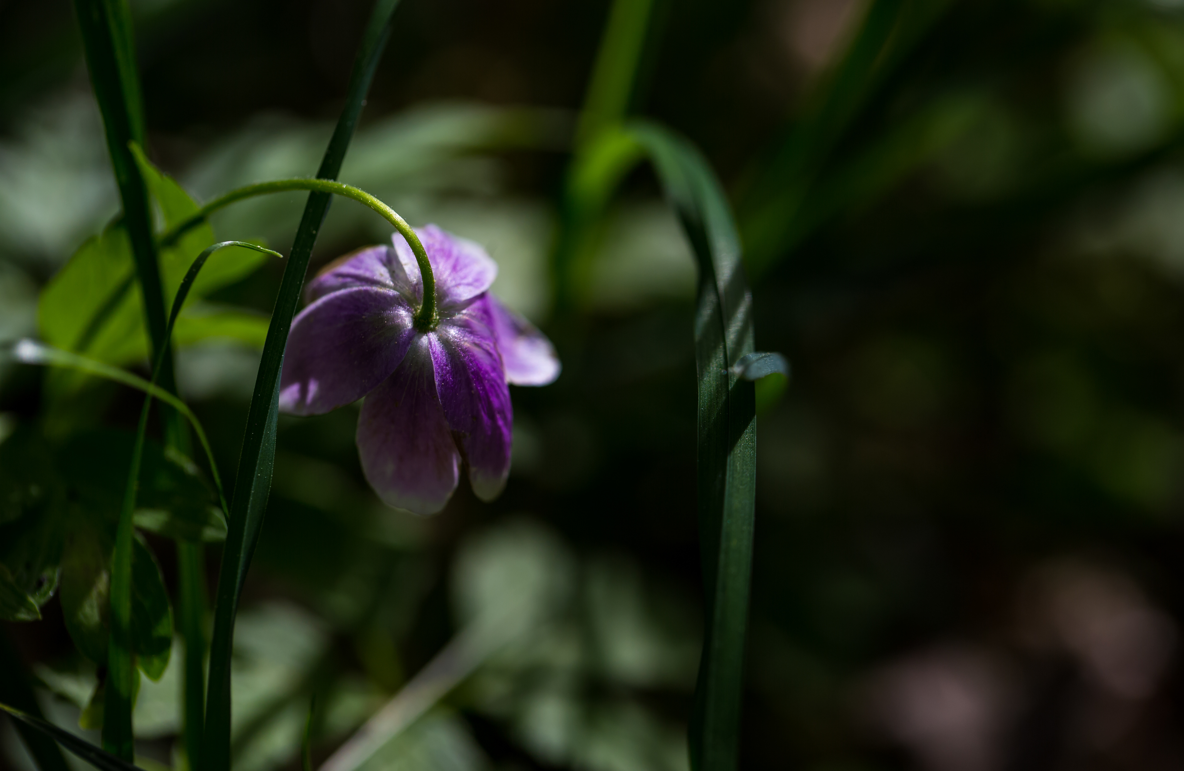 Anemone Nemorosa