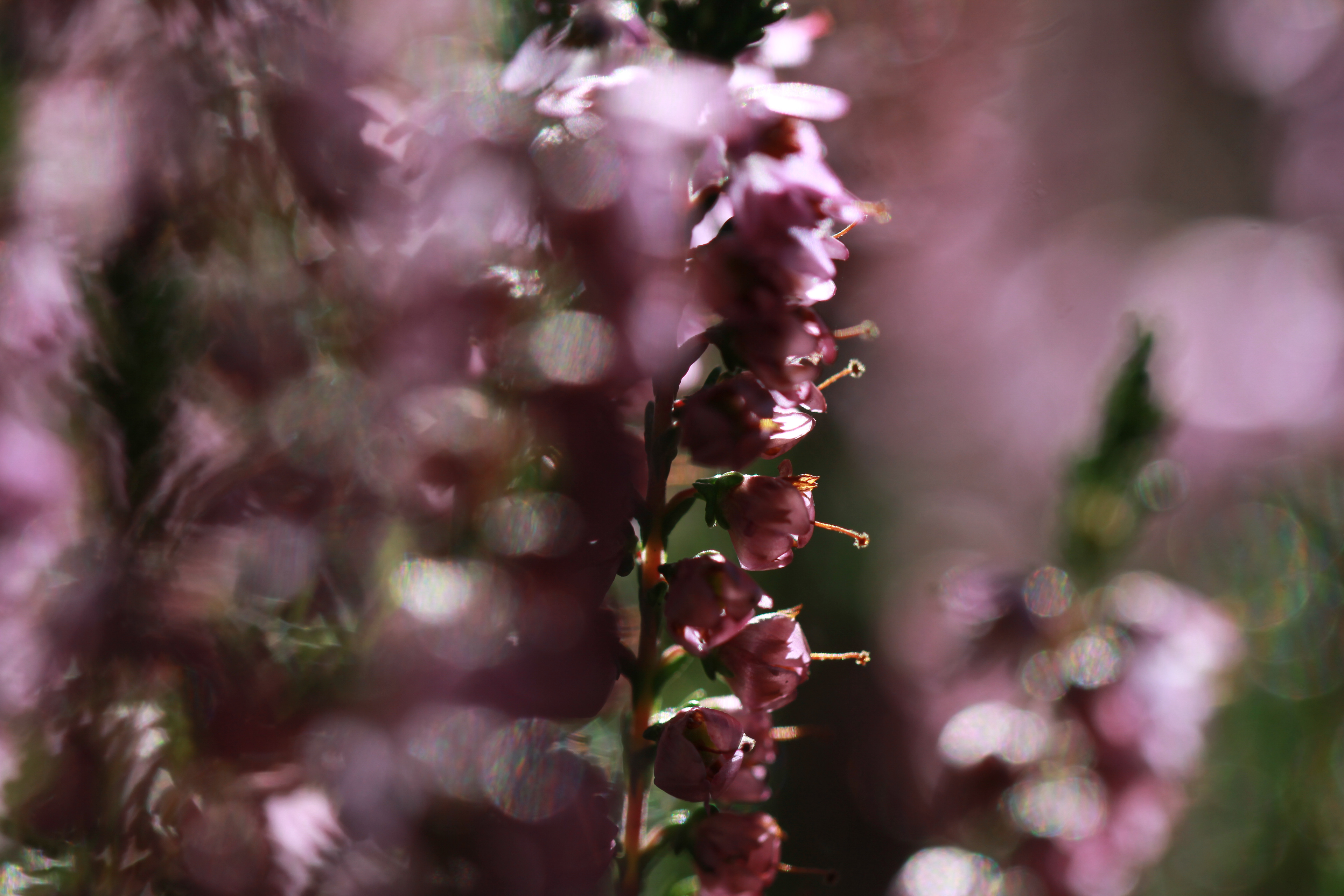 Caluna Vulgaris (Ljung)