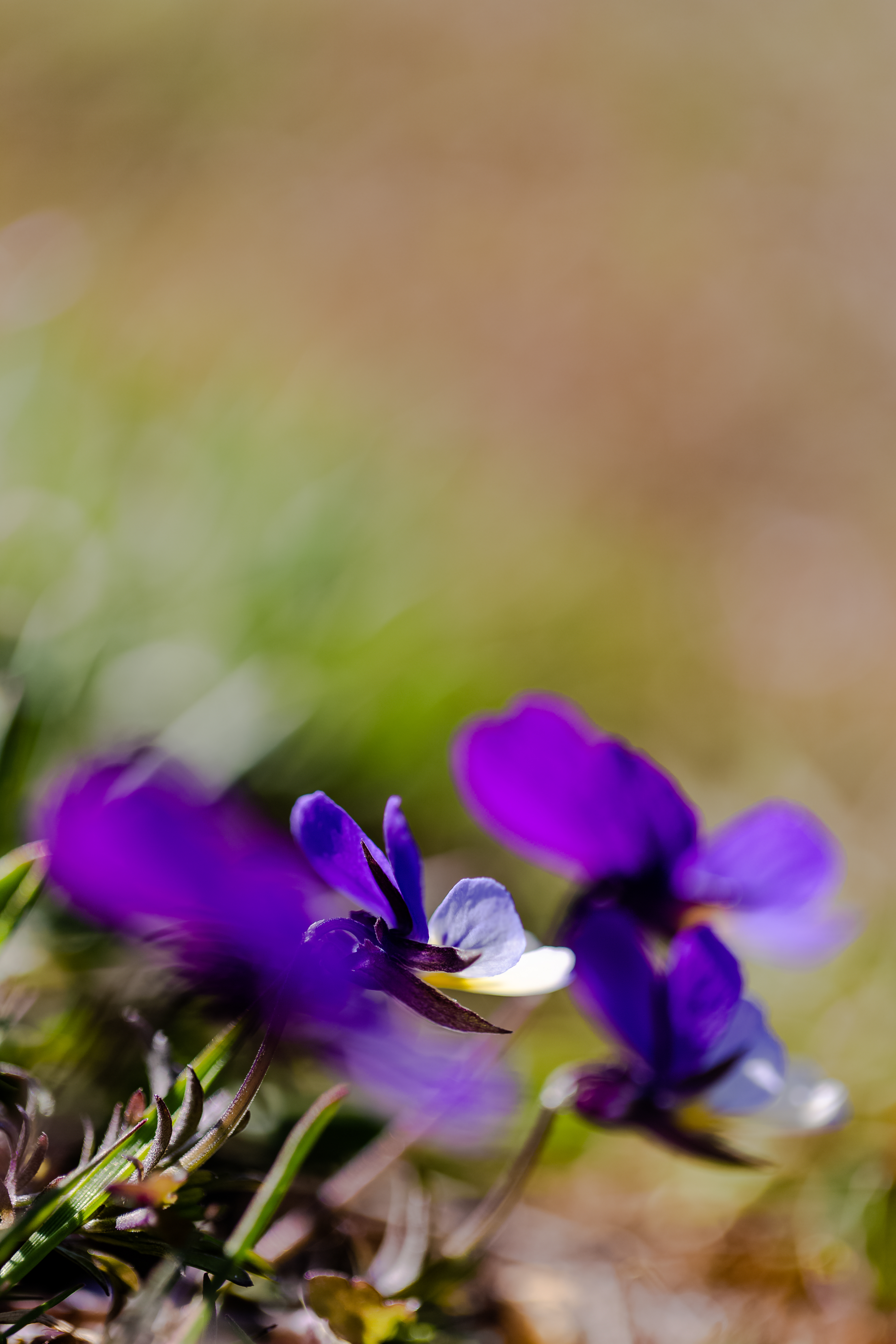 Viola Tricolor