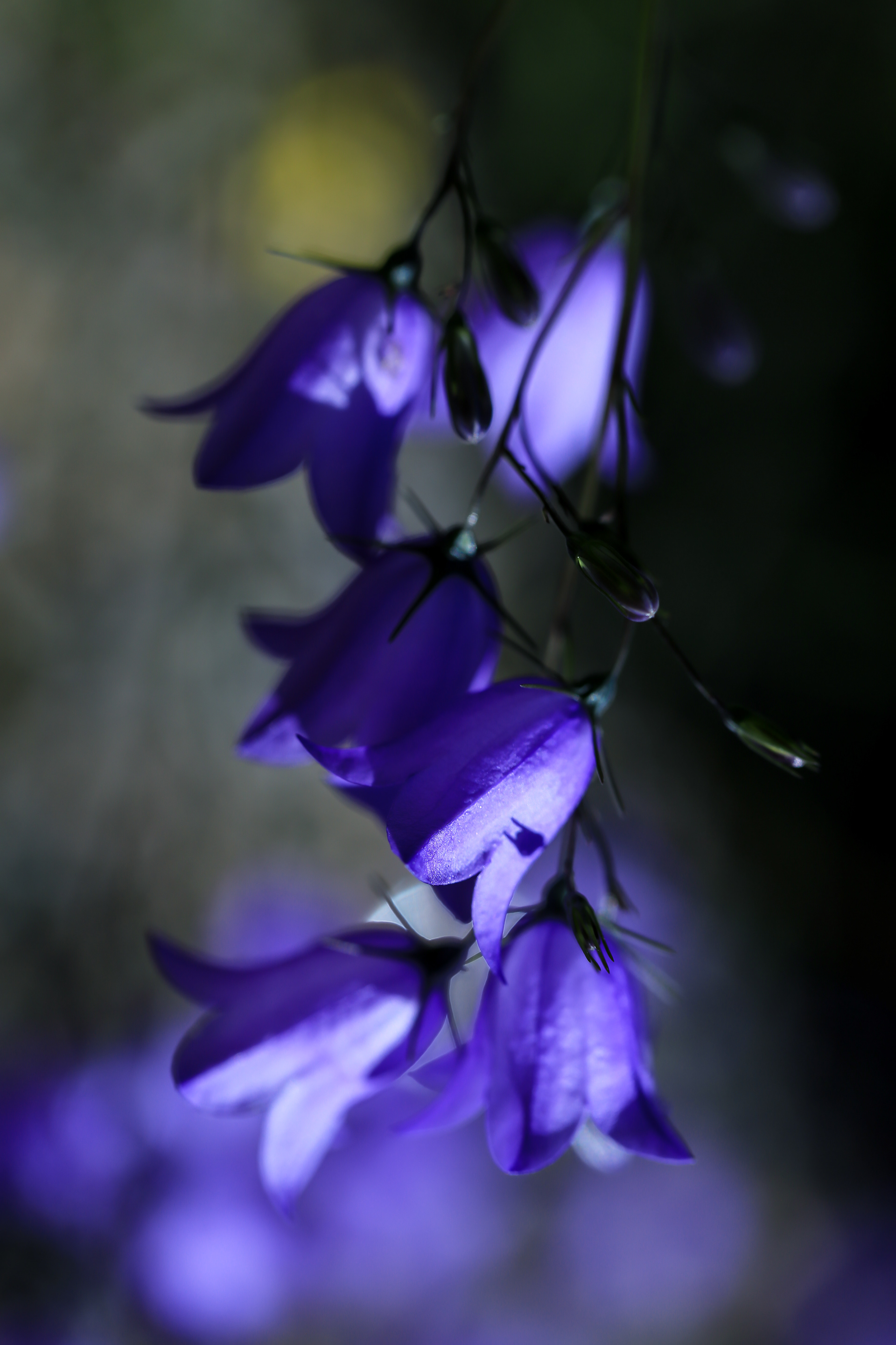 Campanula rotundifolia