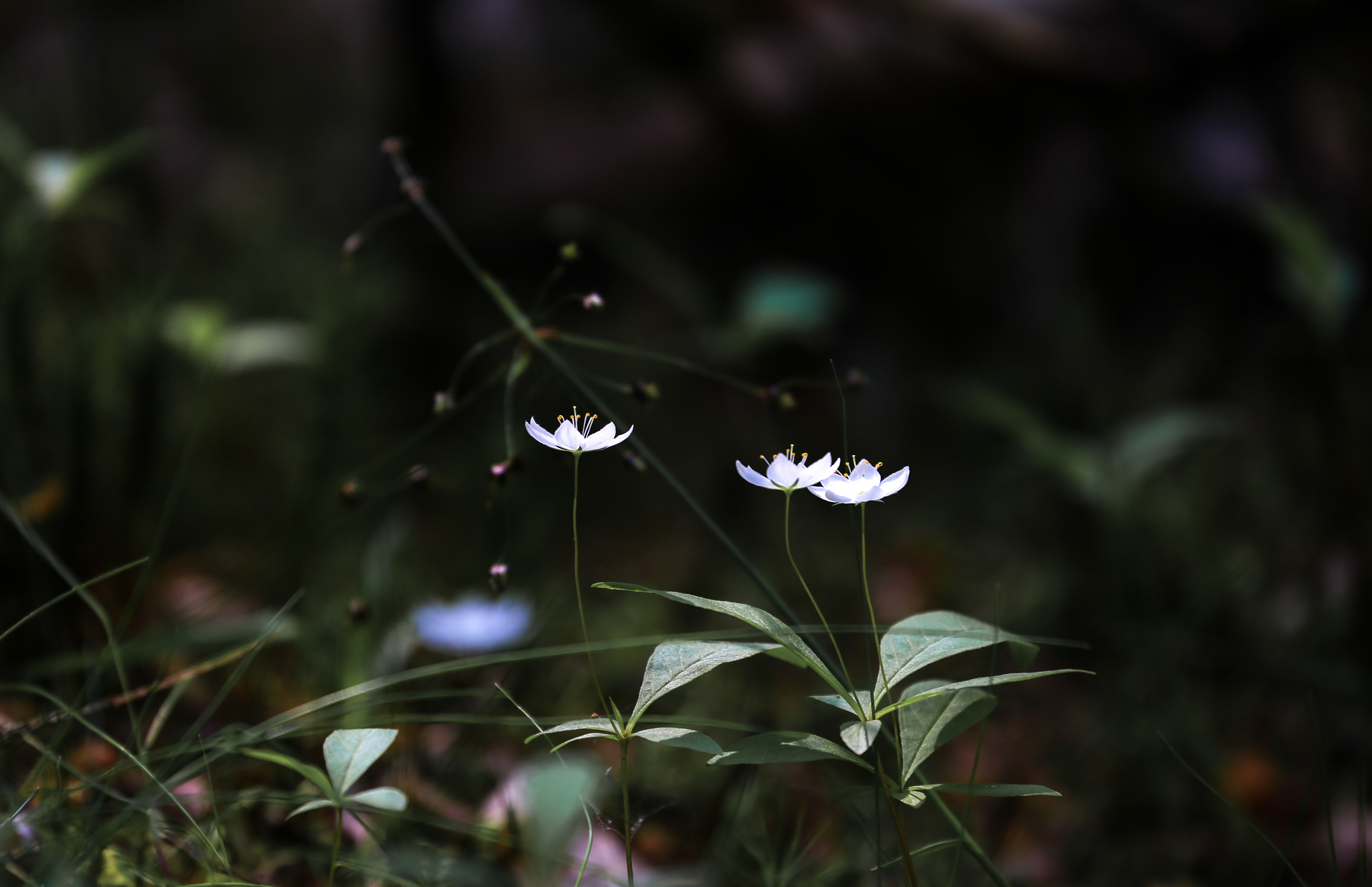 Trientalis europaea